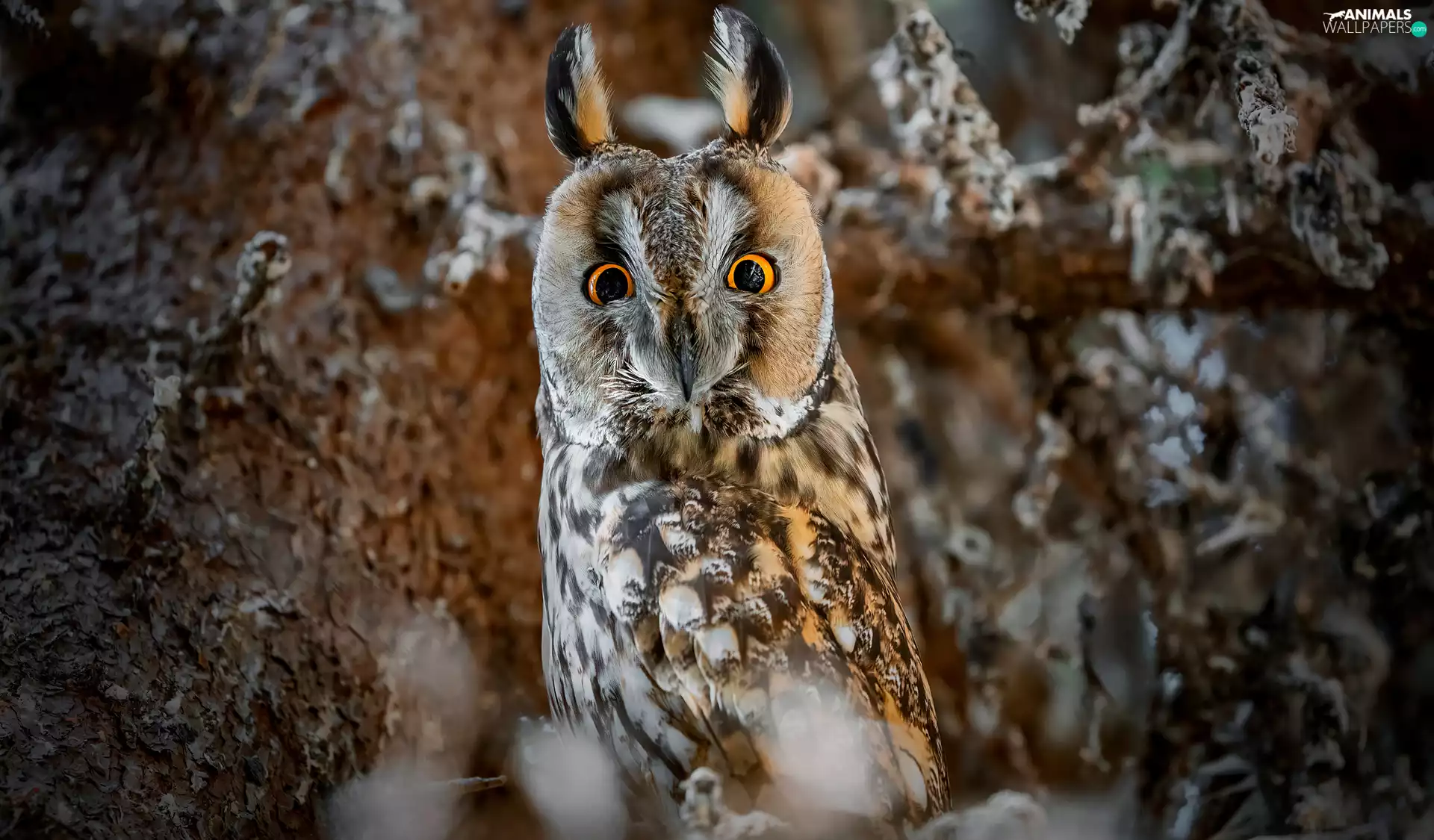 Bird, Long-eared Owl, trees, owl