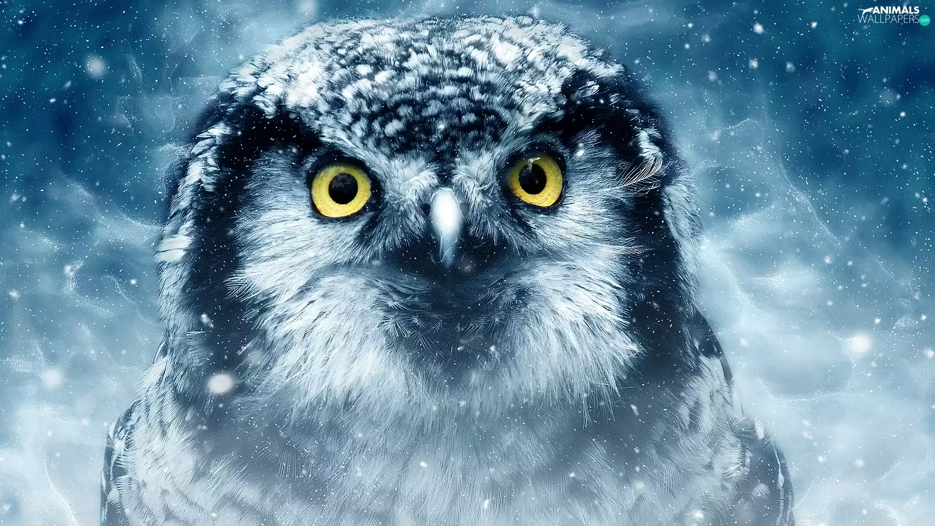 owl, winter, graphics, Owl