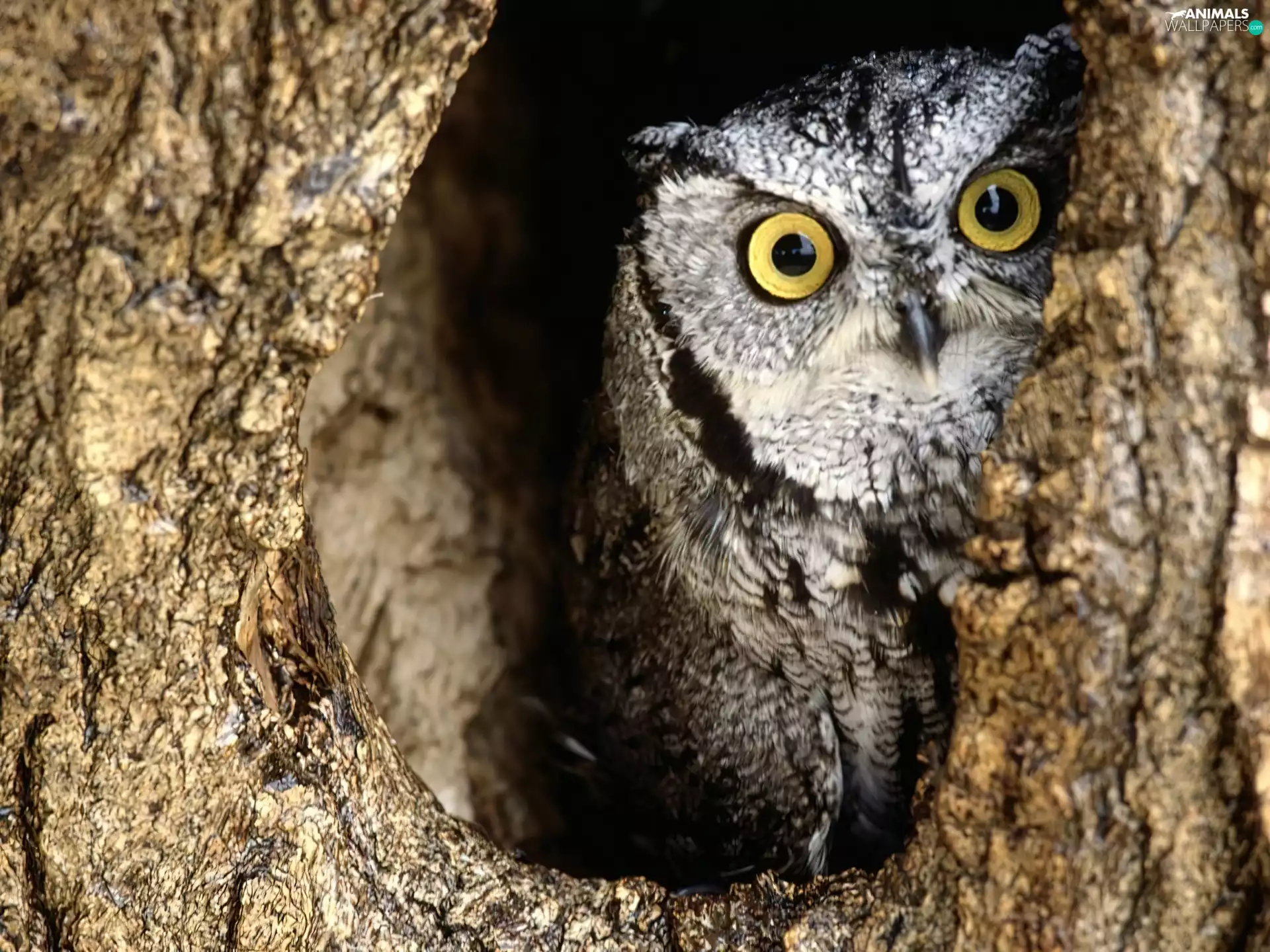 owl, Great Horned Owl