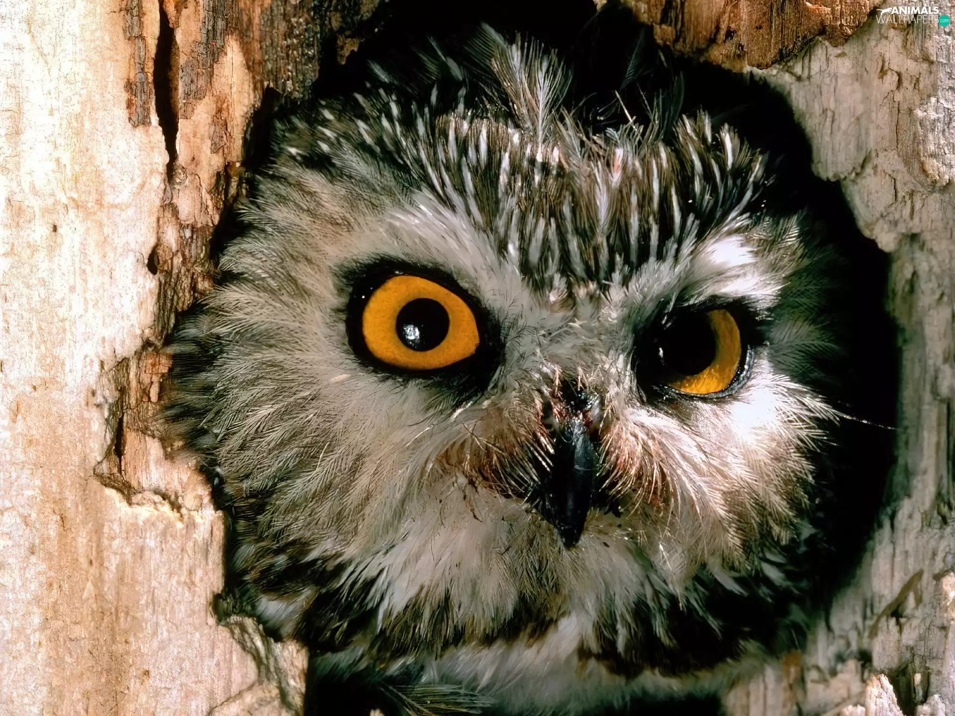 owl, Little Owl