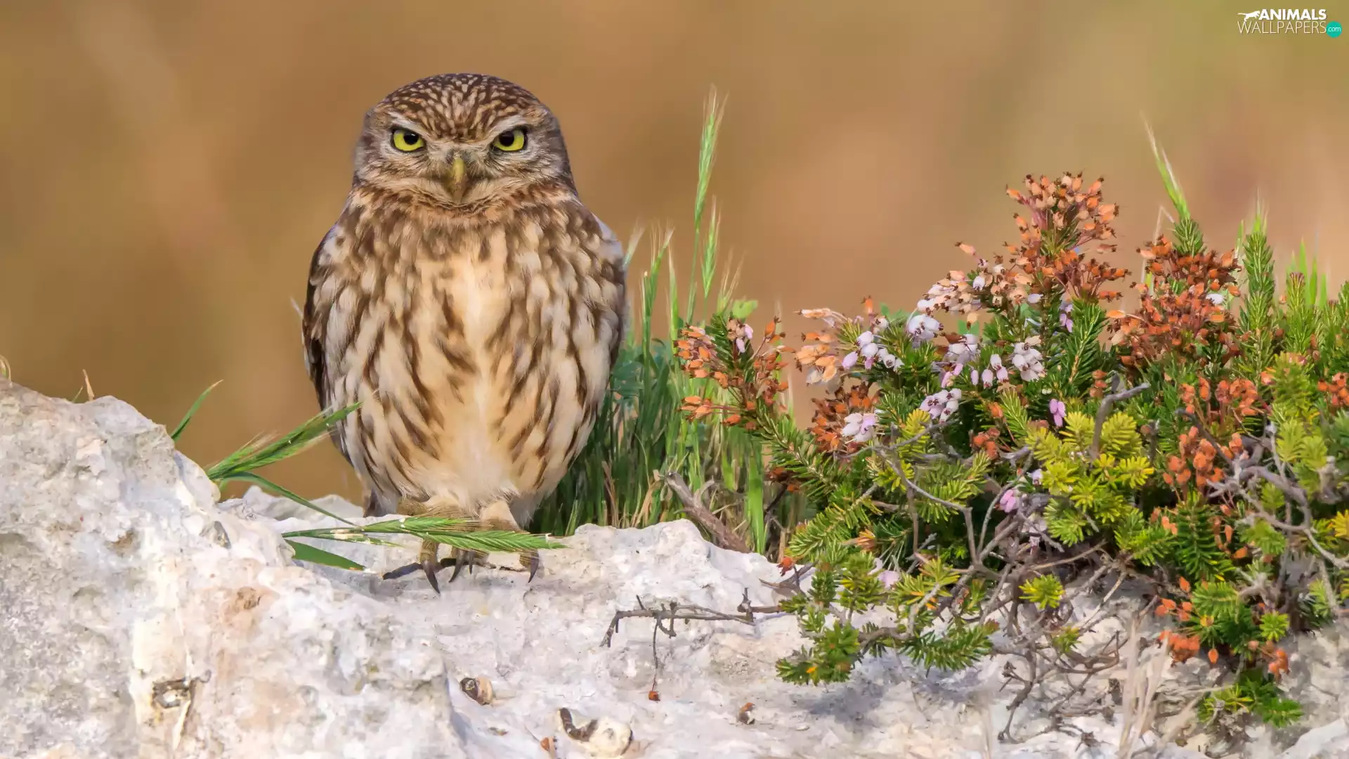 Flowers, Briar, Little Owl, Rocks, owl