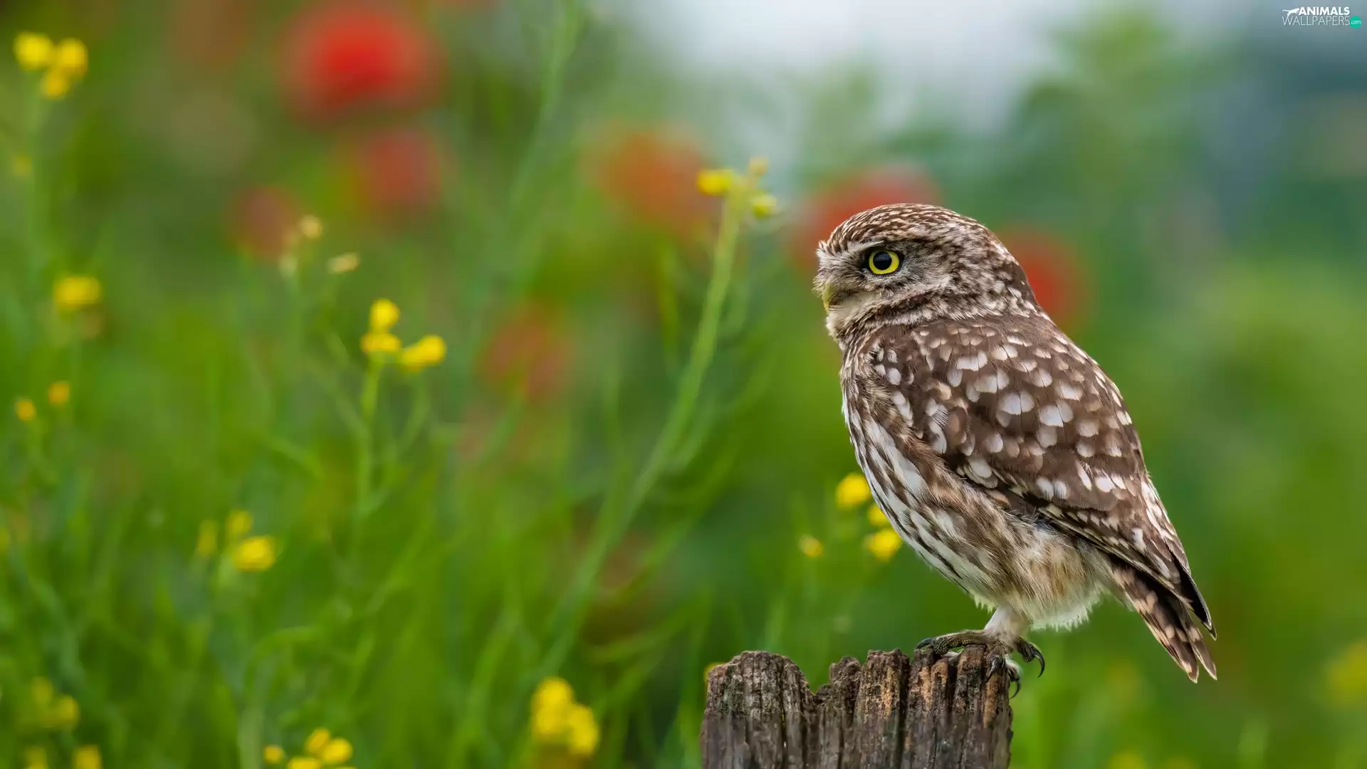 Flowers, blur, Little Owl, stump, owl