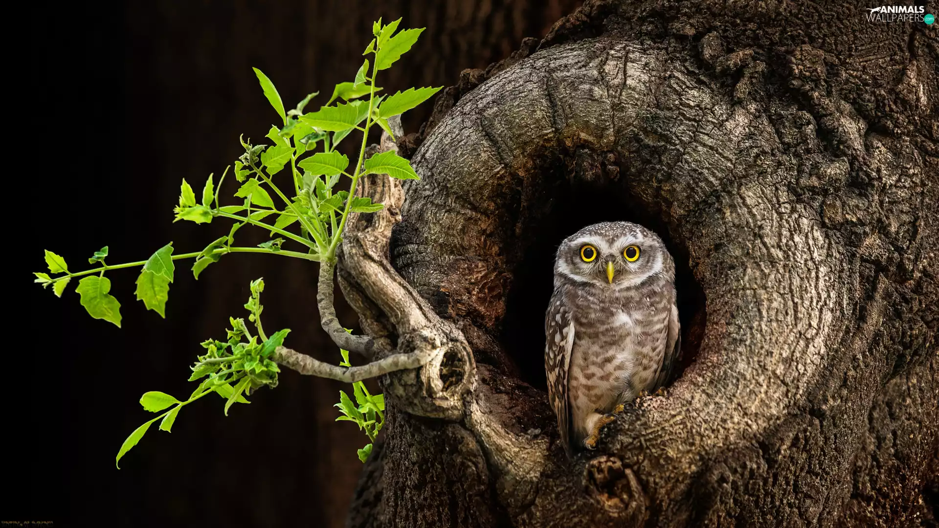 hollow, Leaf, Little Owl, trees, owl