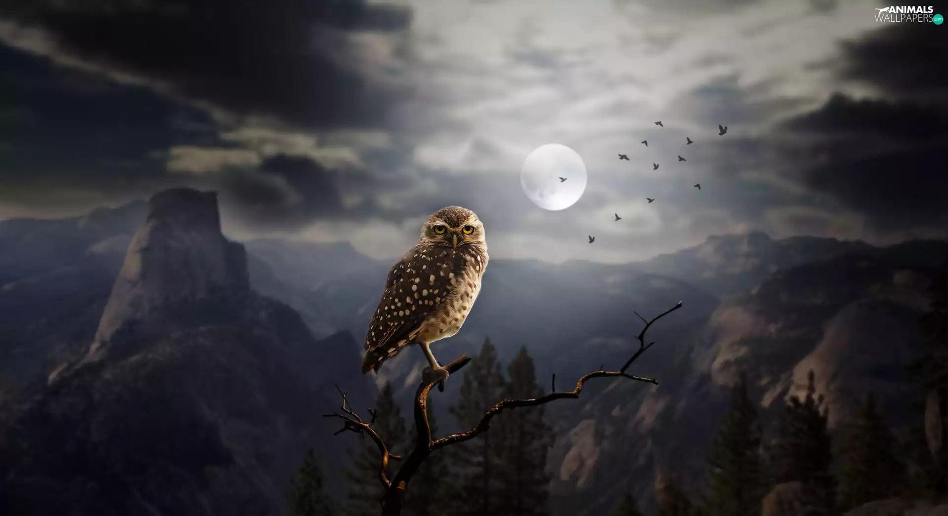 moon, Mountains, Little Owl, Night, owl