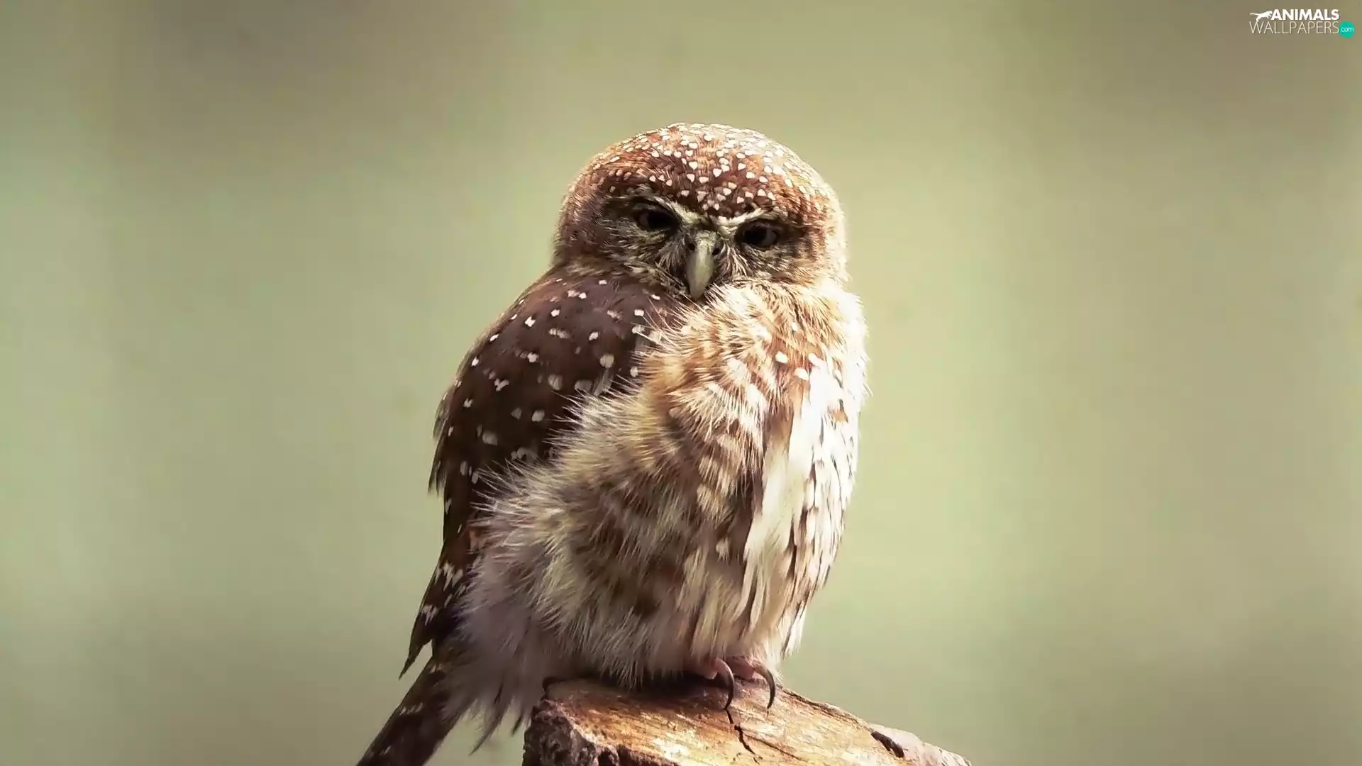 owl, Little Owl