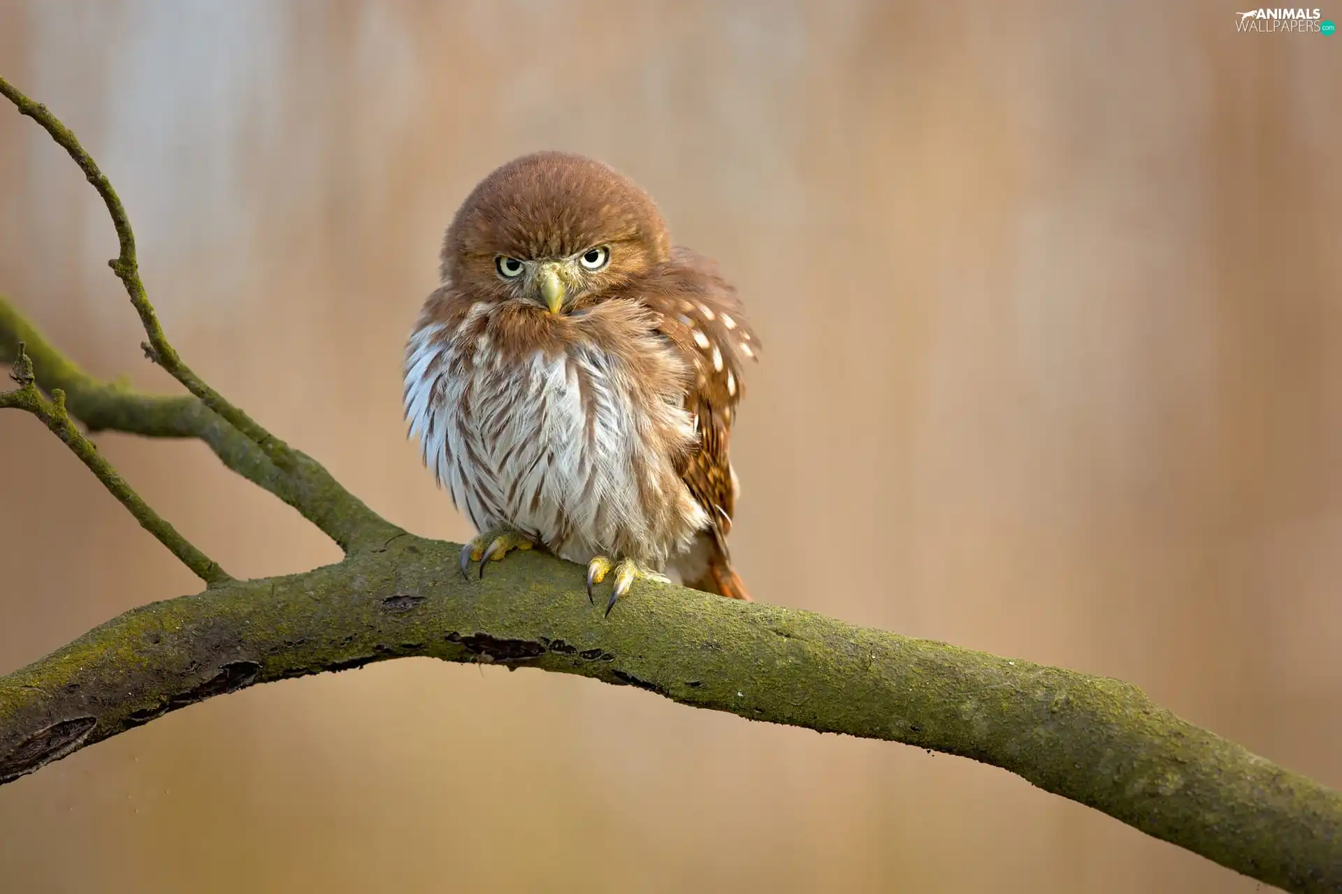 Bird, Eurasian Pygmy Owl, branch, owl