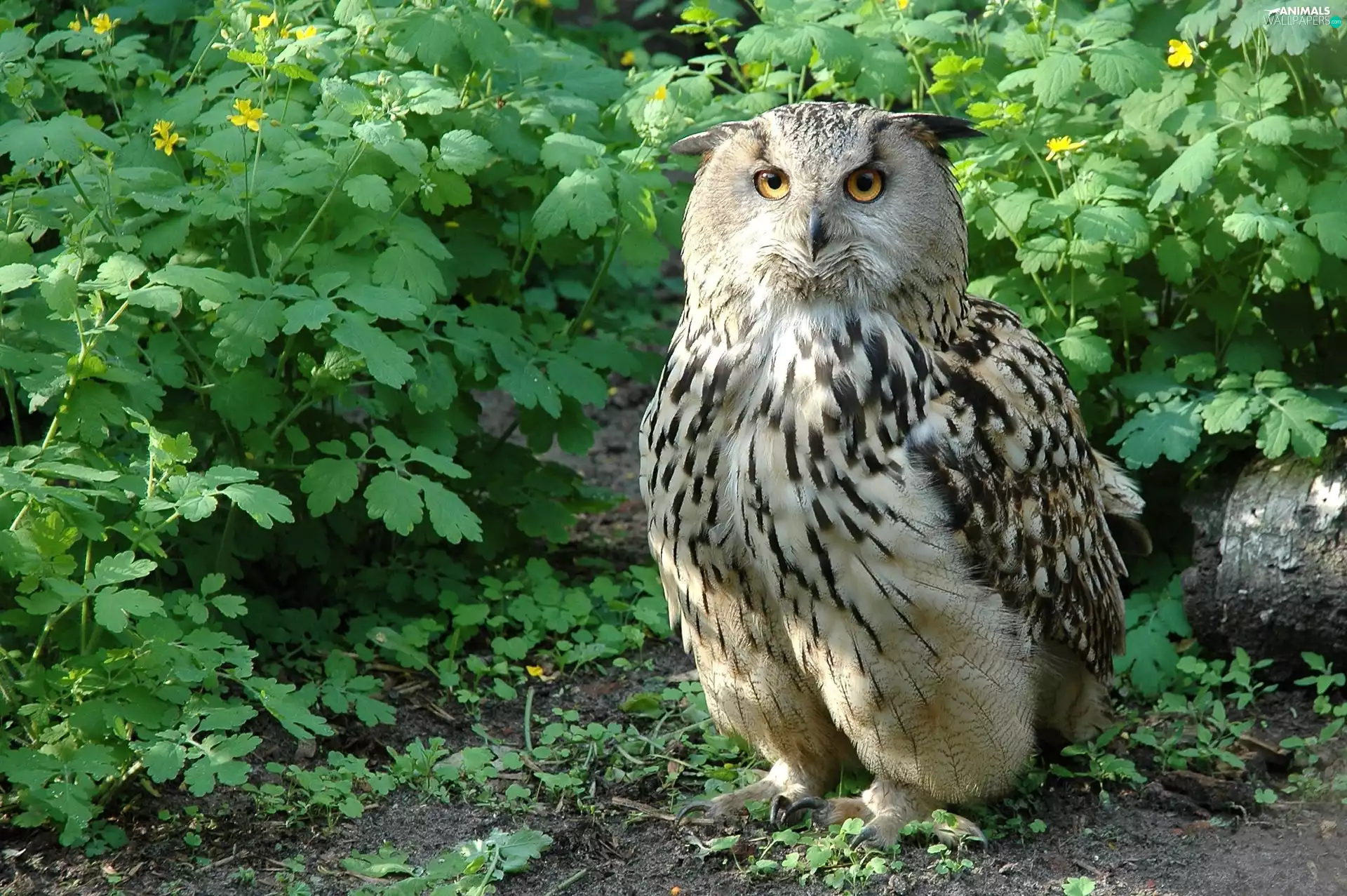 Plants, owl, eagle-owl