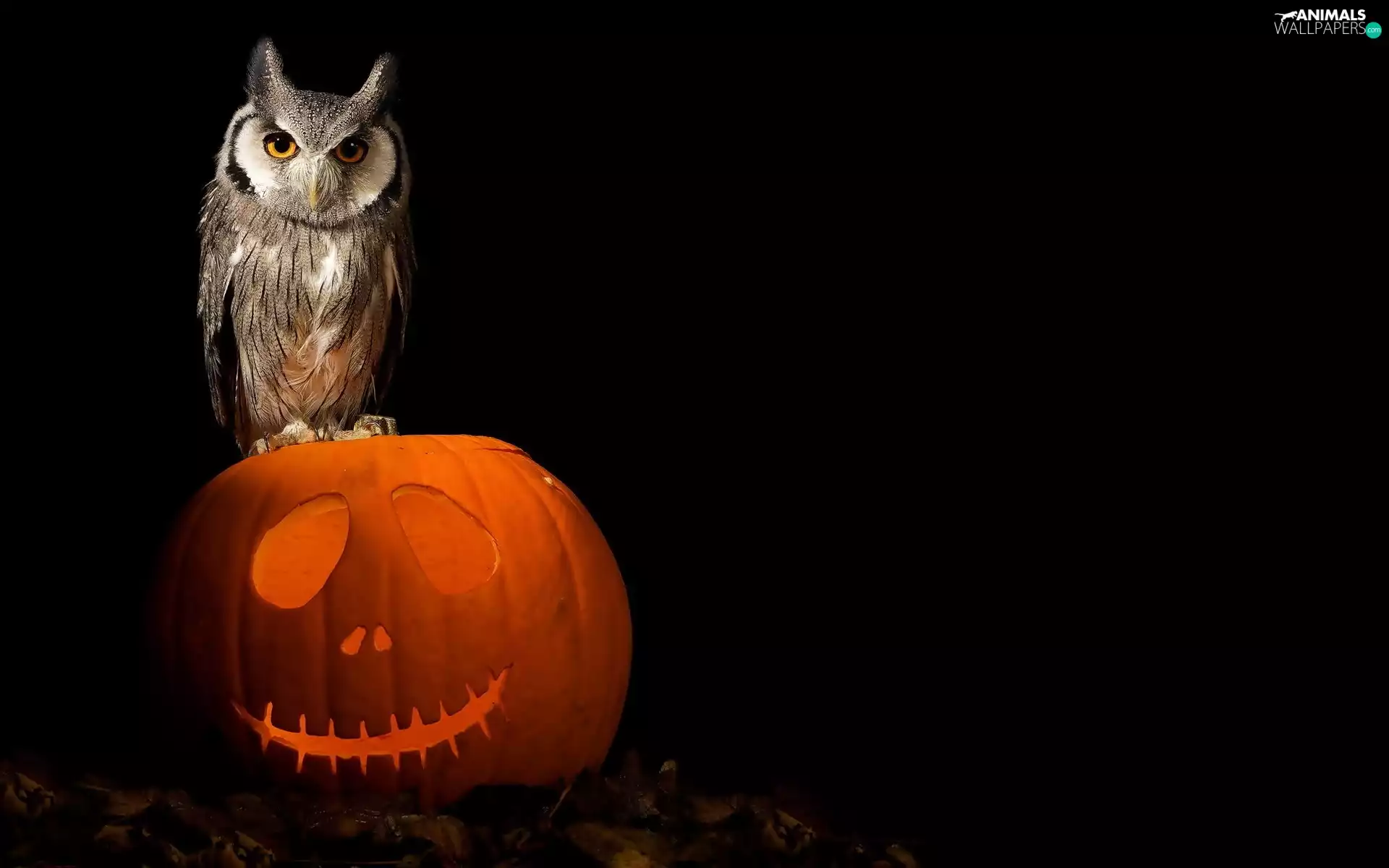 owl, pumpkin