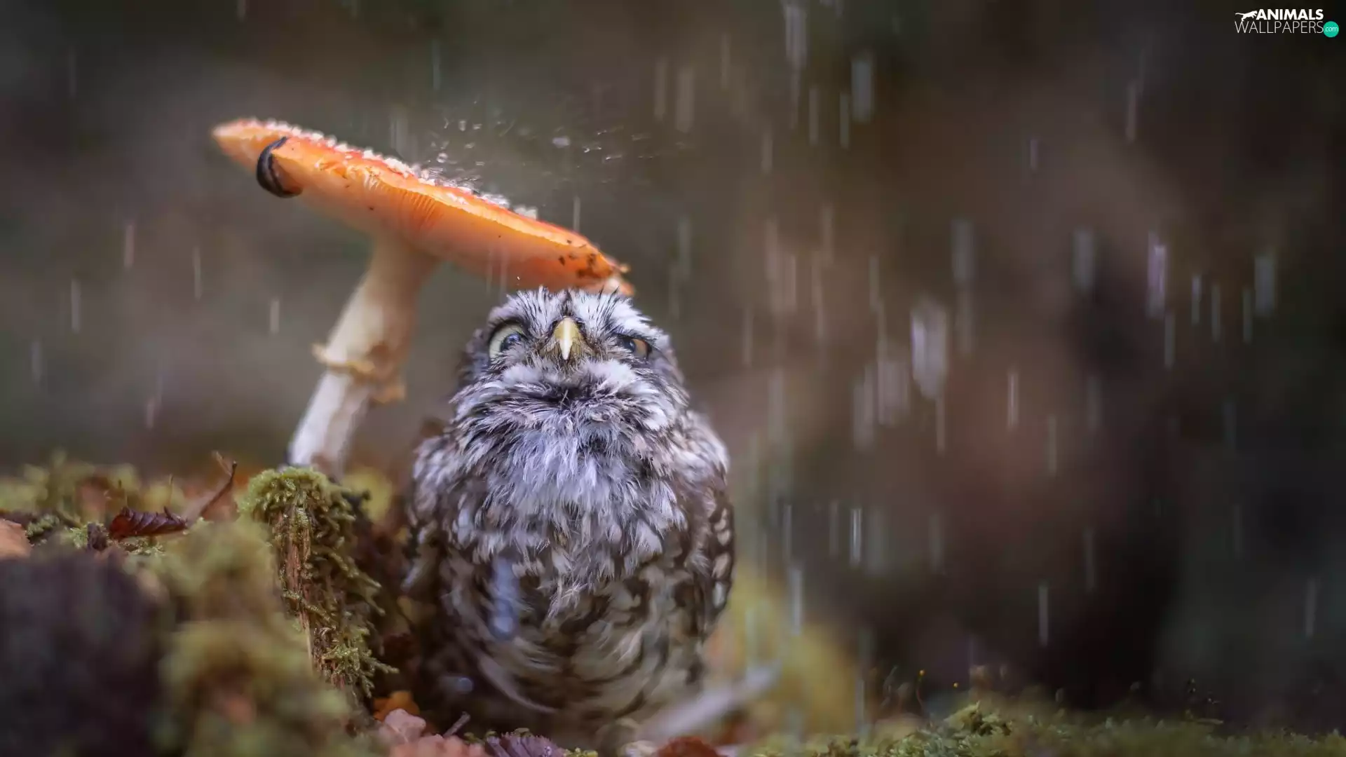 Rain, owl, Mushrooms, owl