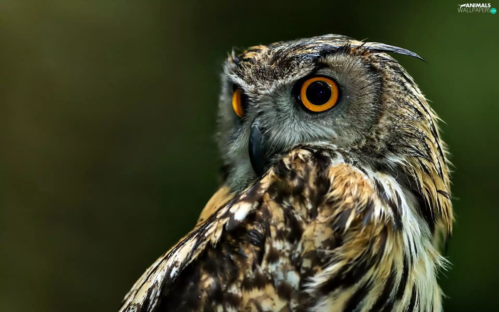 rapprochement, owl, eagle-owl