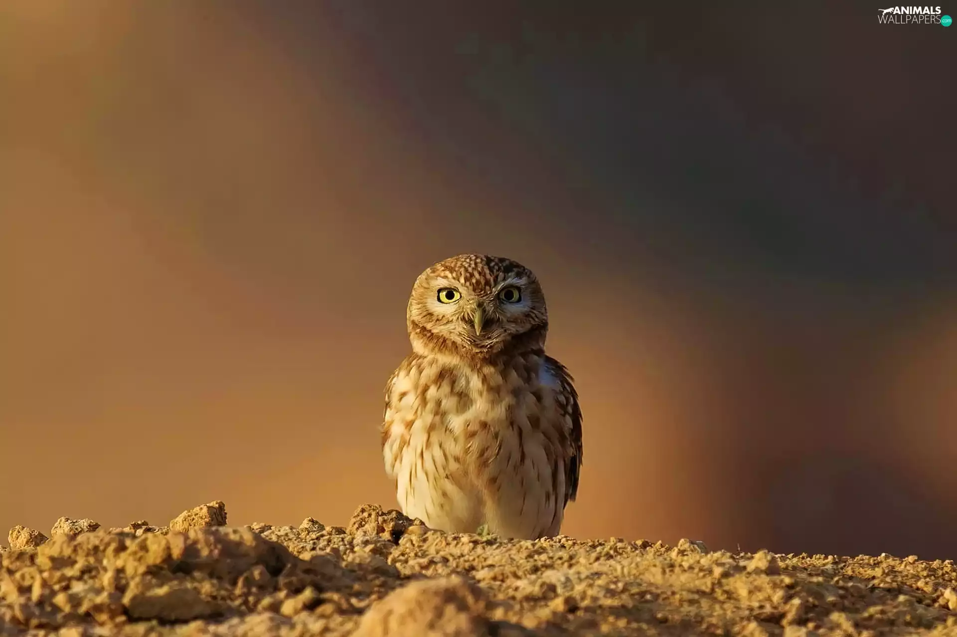 owl, sand