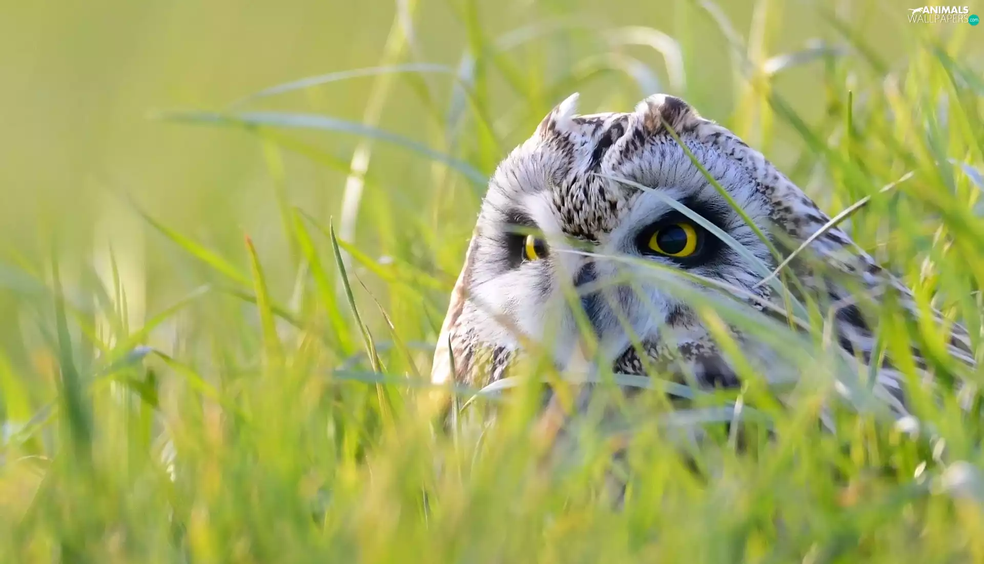 grass, owl, Short-eared Owl