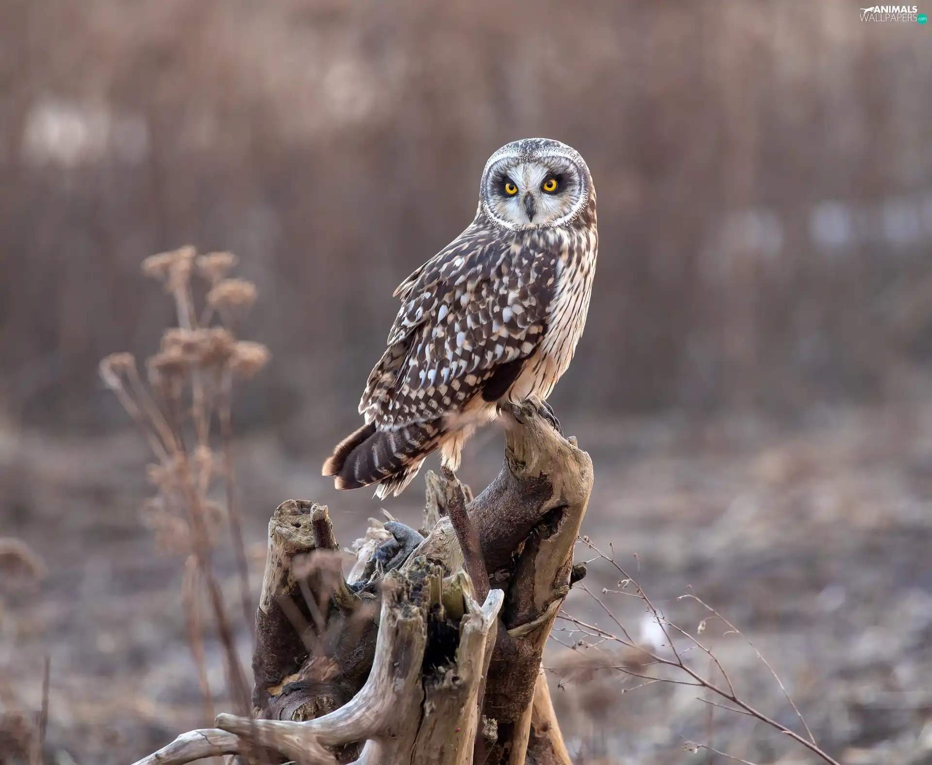 trunk, owl, Short-eared Owl