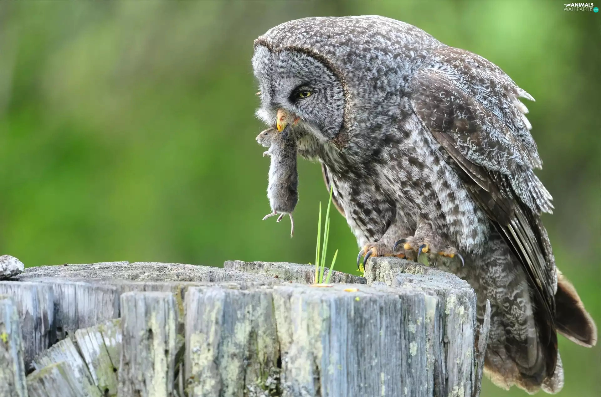 owl, mouse, snag, Tawny owl great gray owl