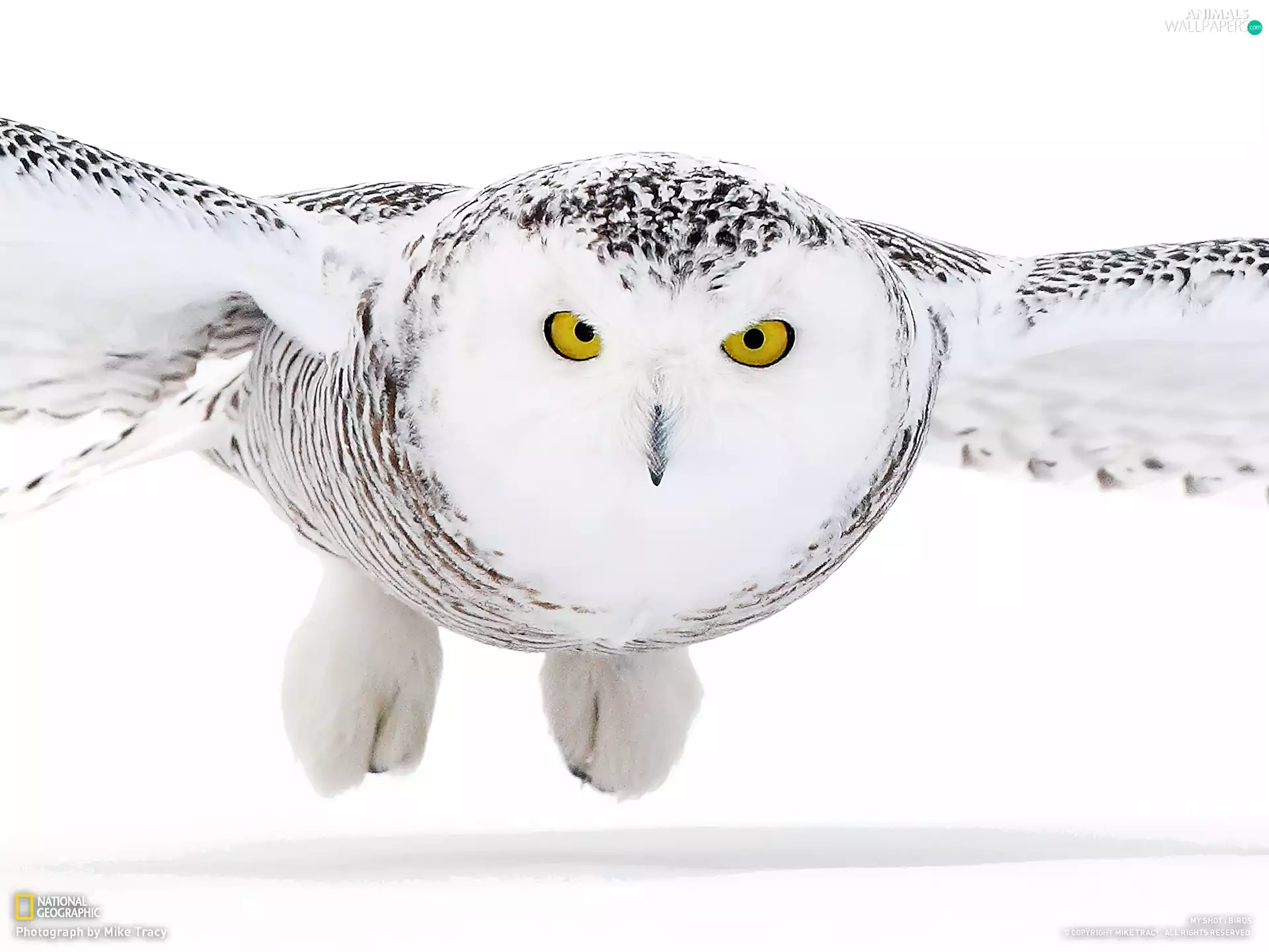 owl, snow