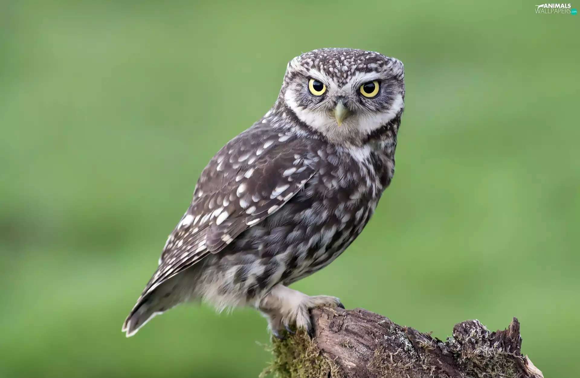 stump, owl, Little Owl