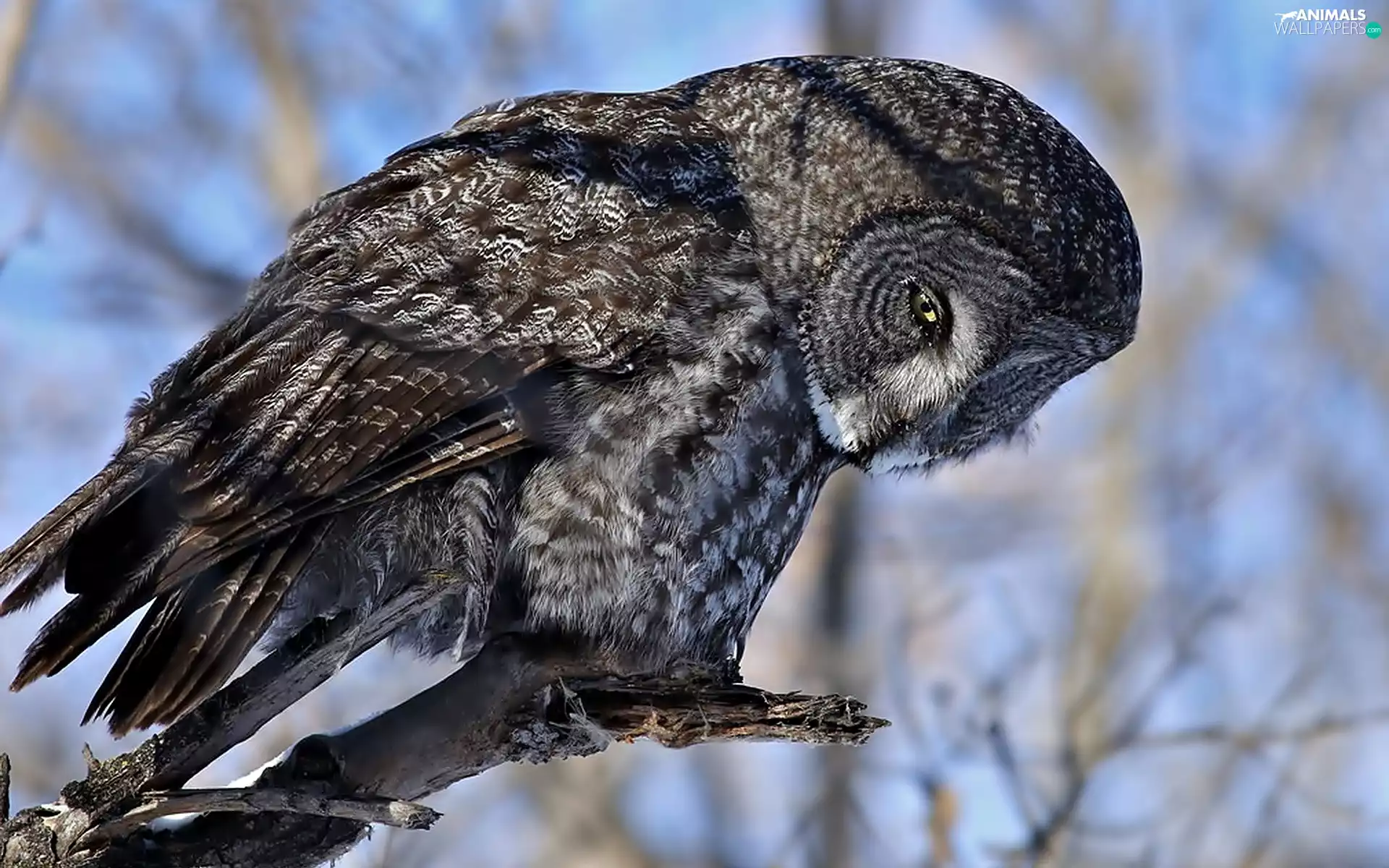 branch, owl, Tawny owl great gray owl