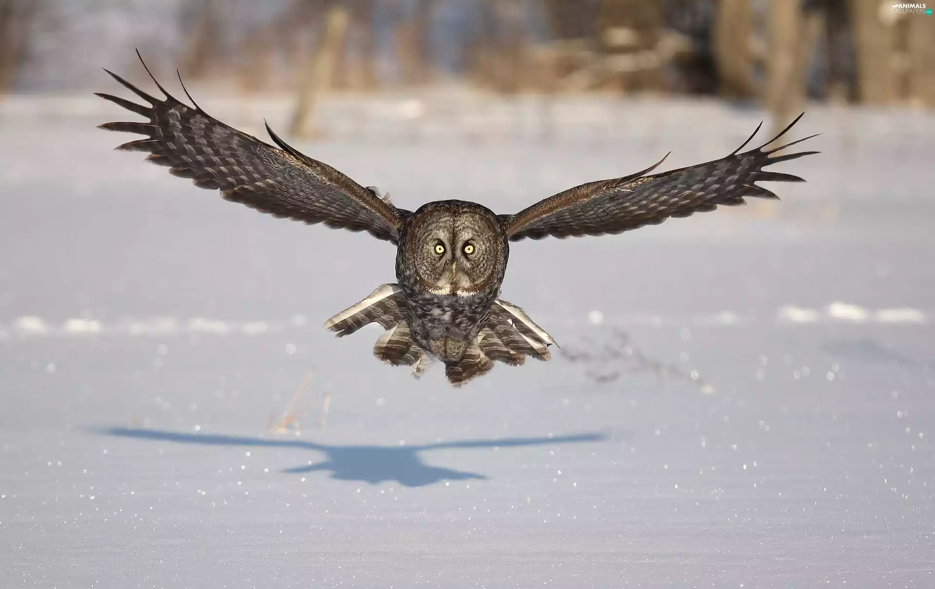 snow, owl, Tawny owl great gray owl