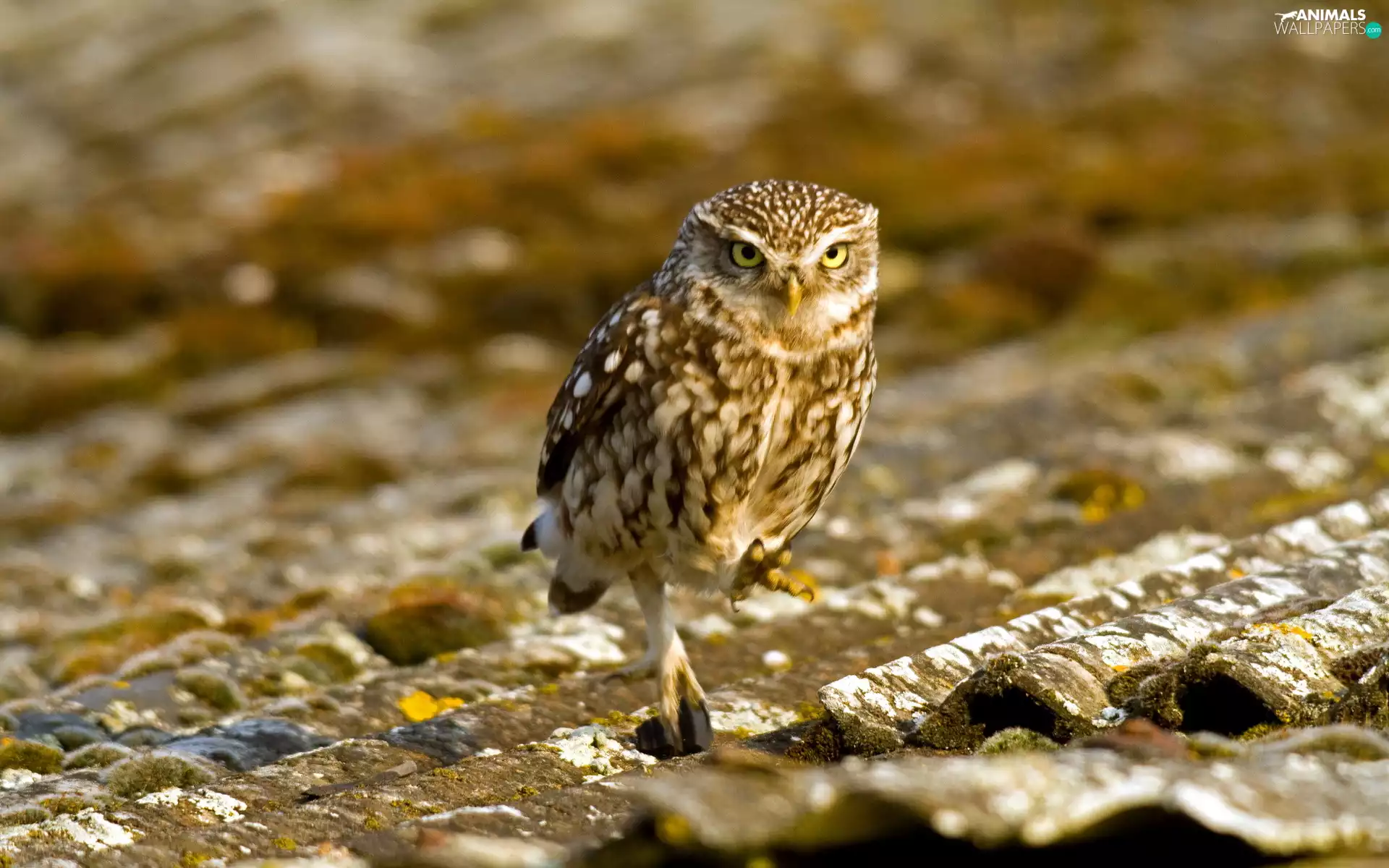 the roof, Burrowing Owl