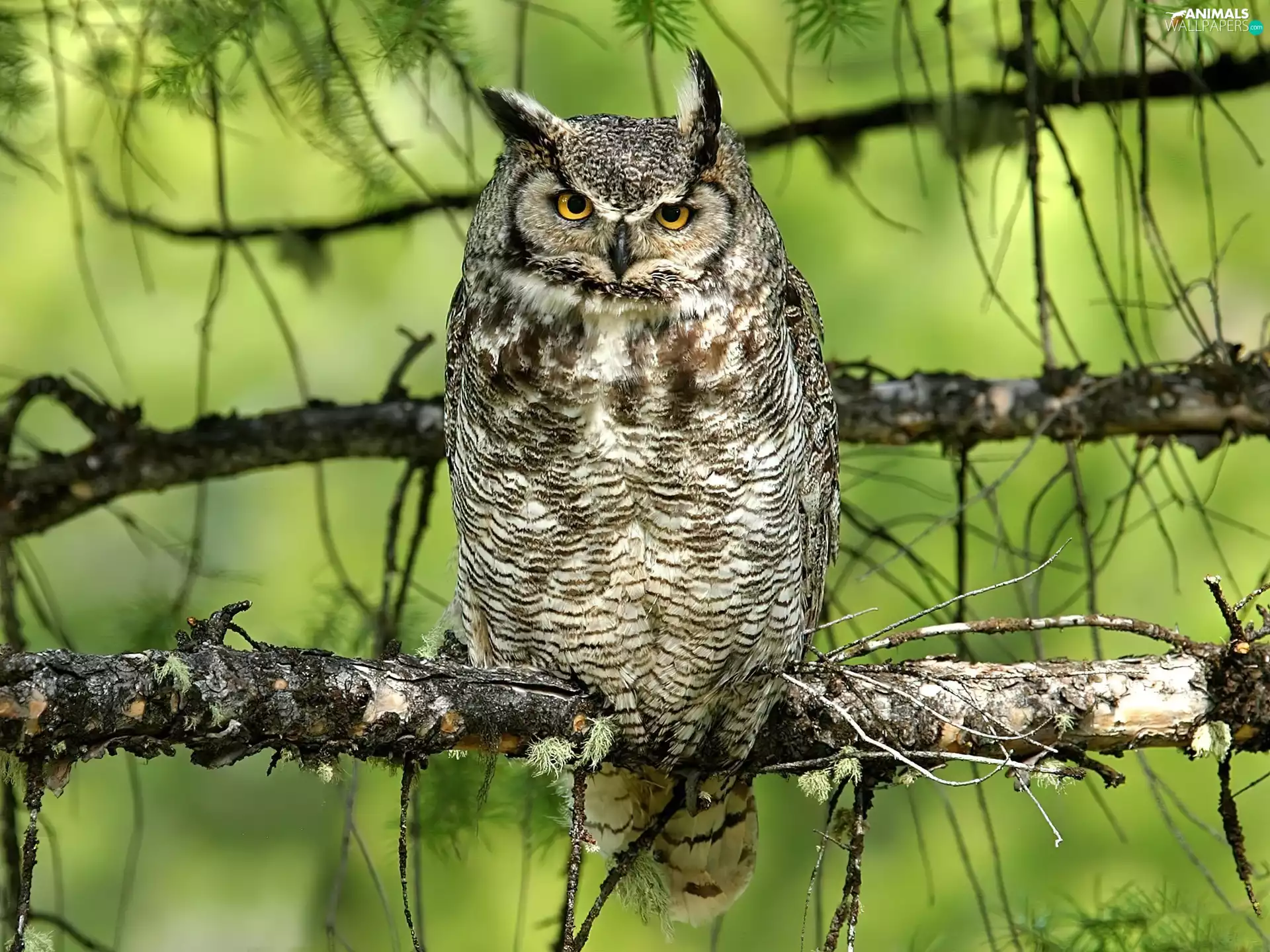 owl, trees