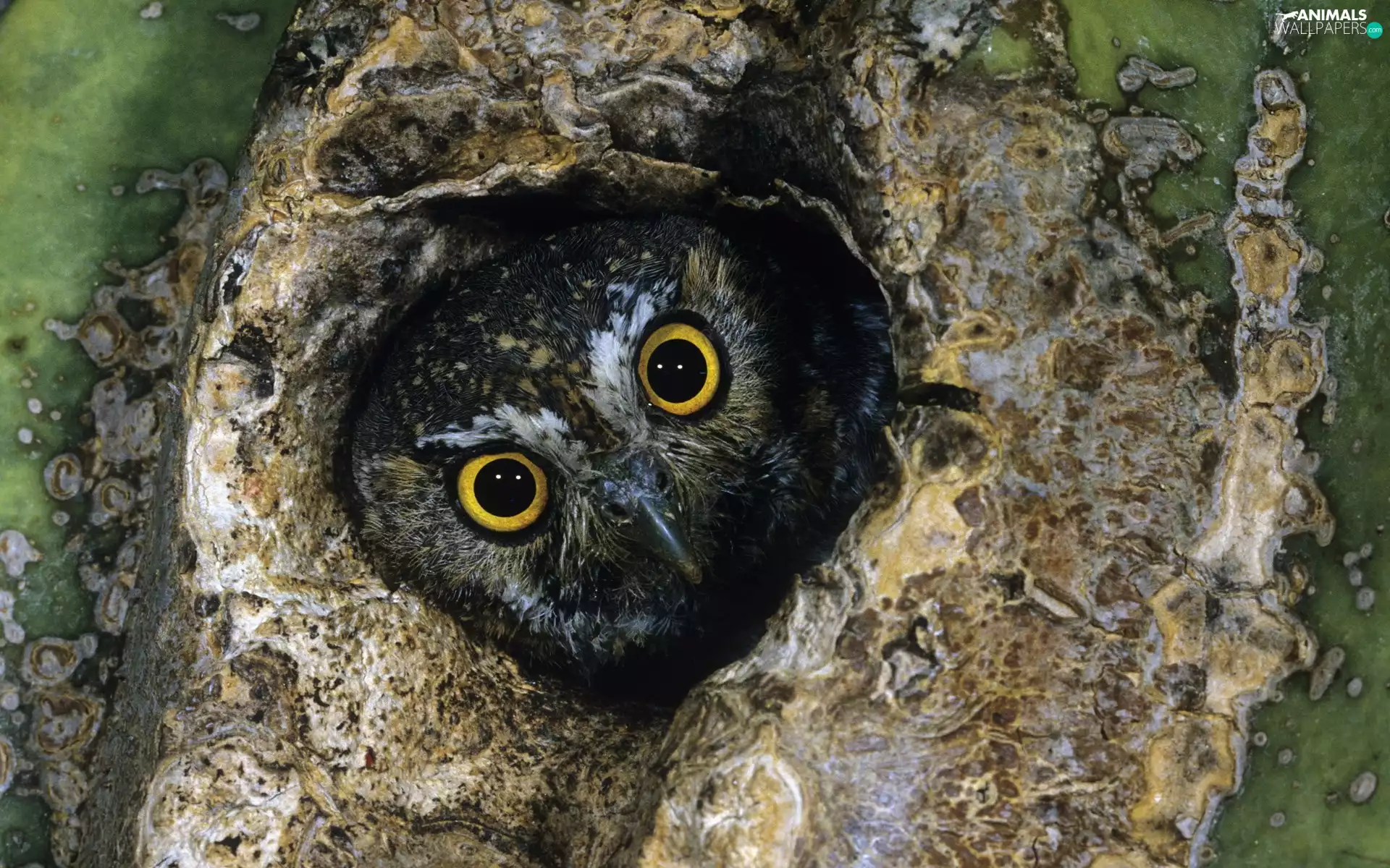 owl, hollow, trees, ##