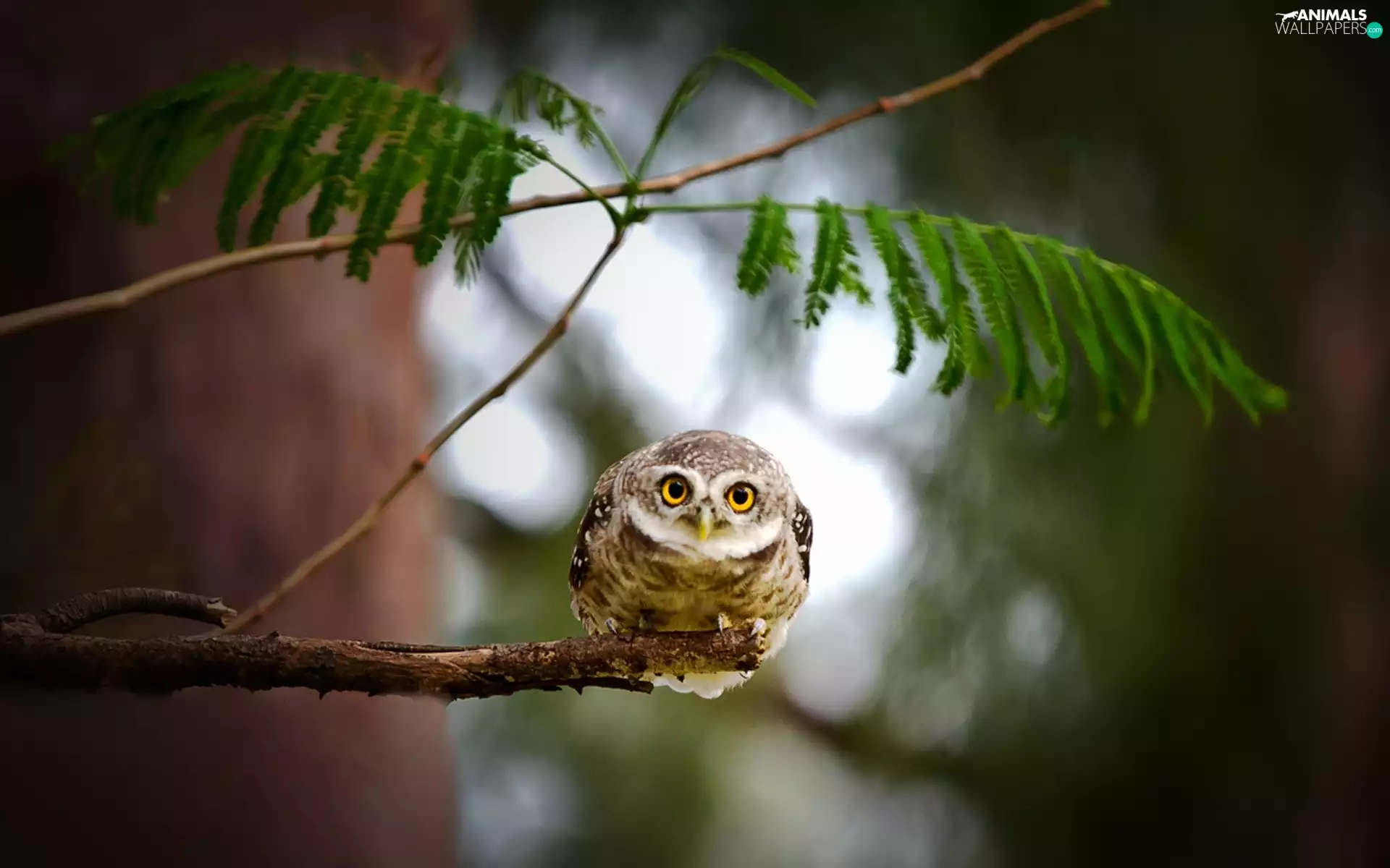 trees, owl, Little Owl