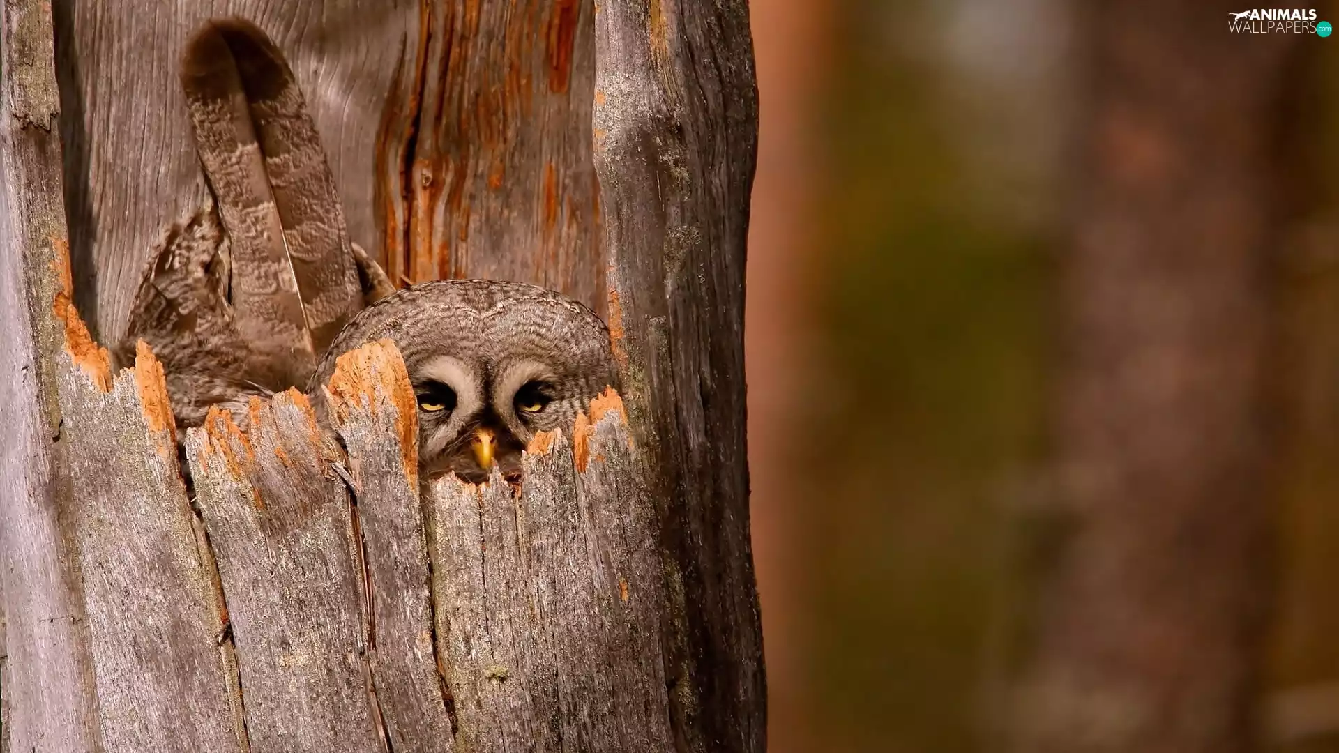 owl, trees