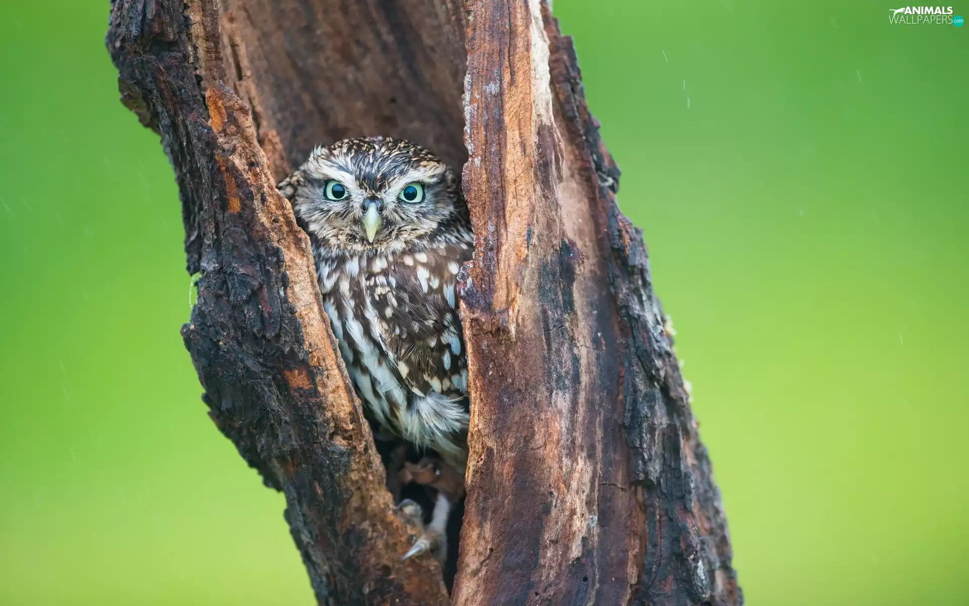 owl, trunk