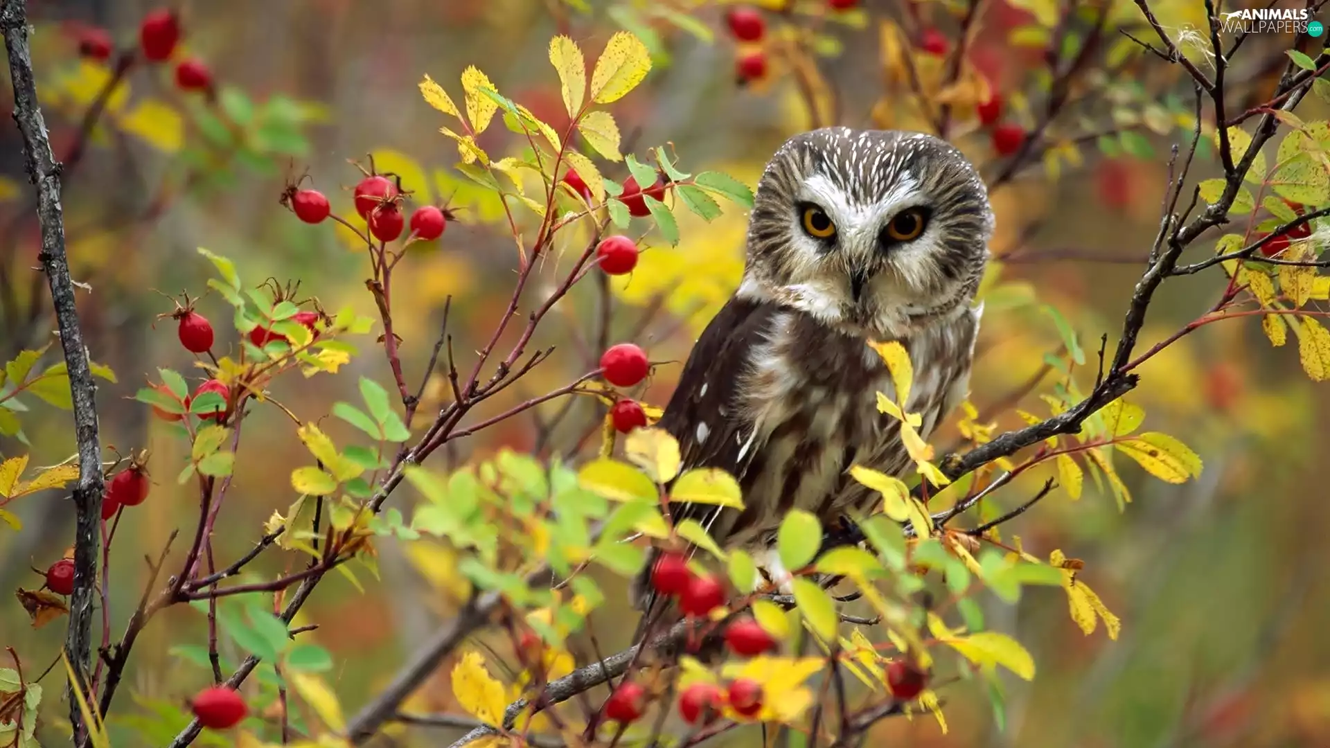 owl, Twigs