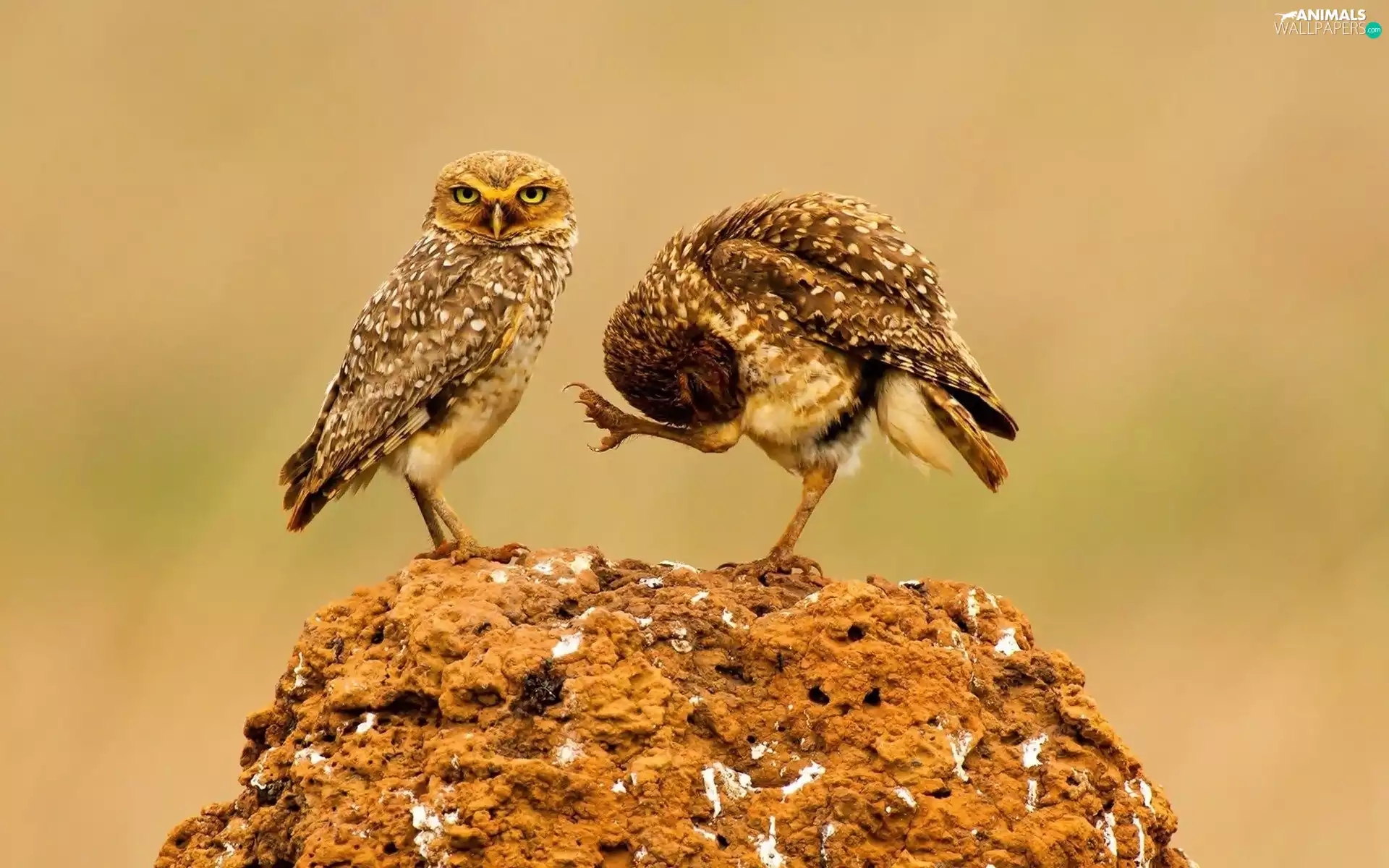 Two, Clay, Stone, owl