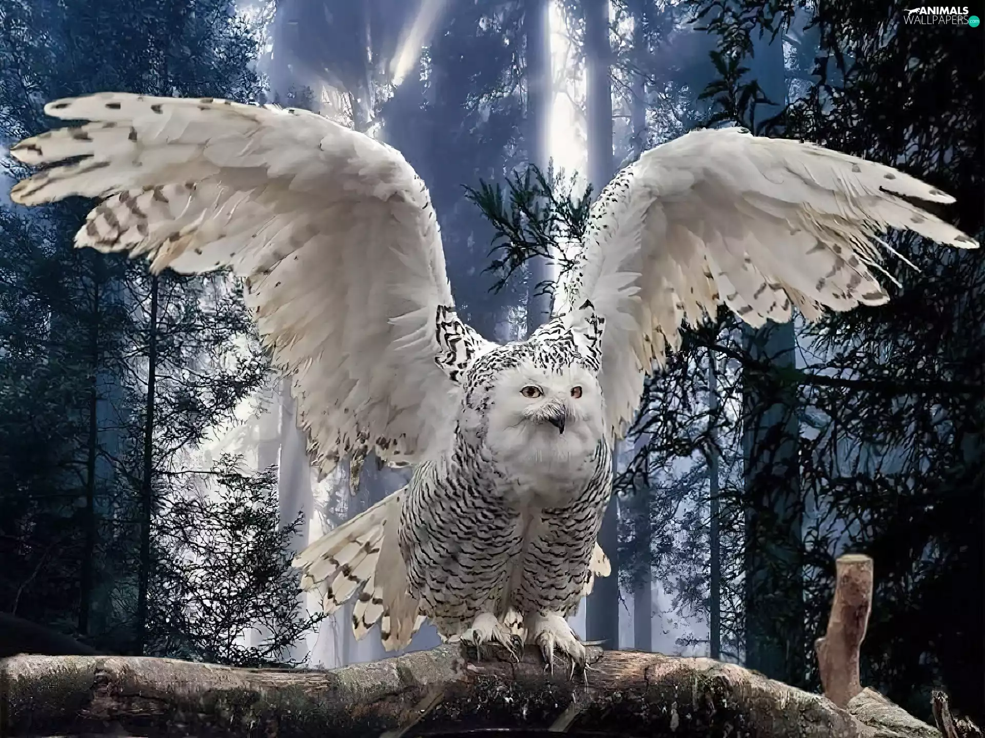 White, forest, branch, owl