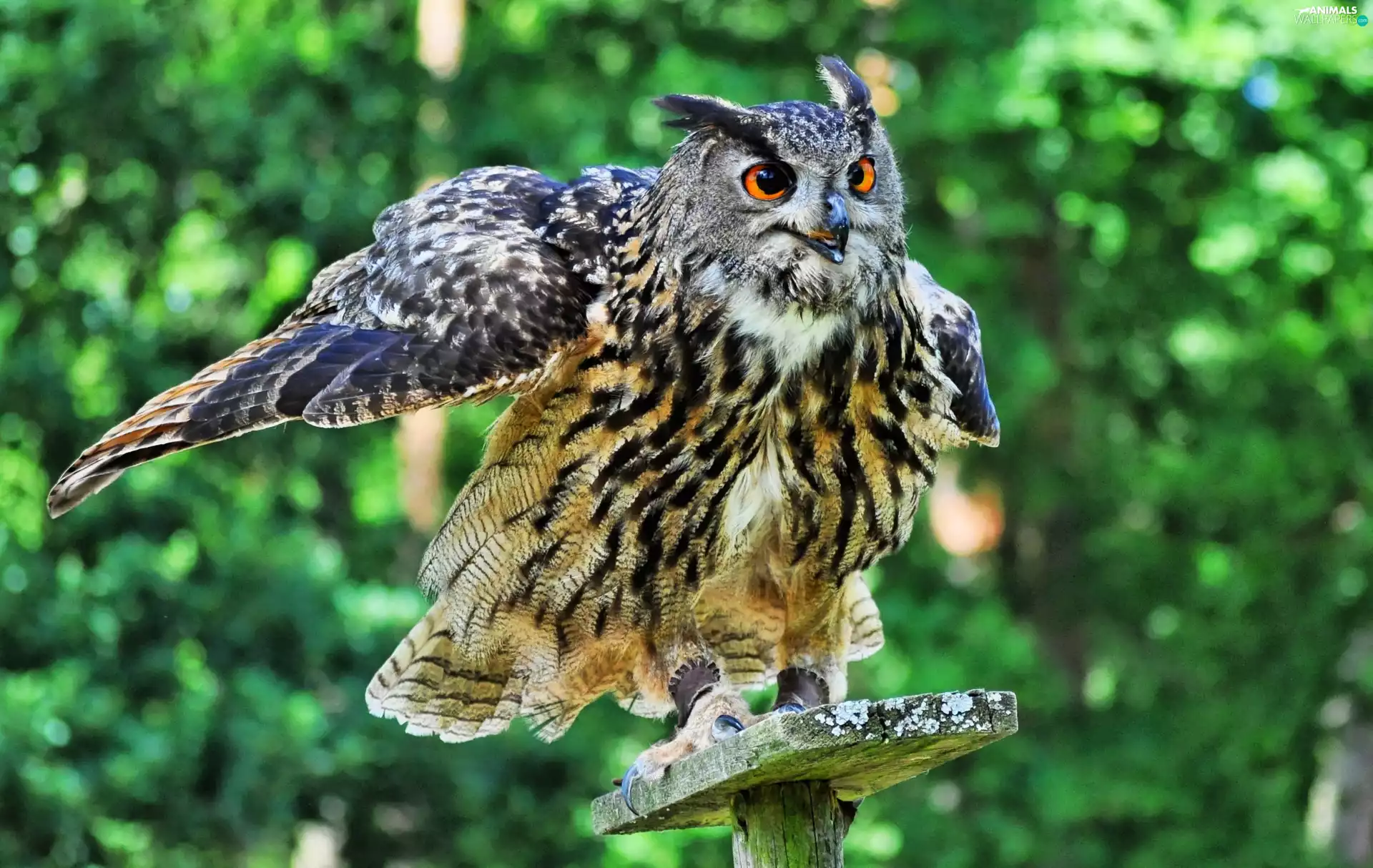 wings, Bird, eagle-owl