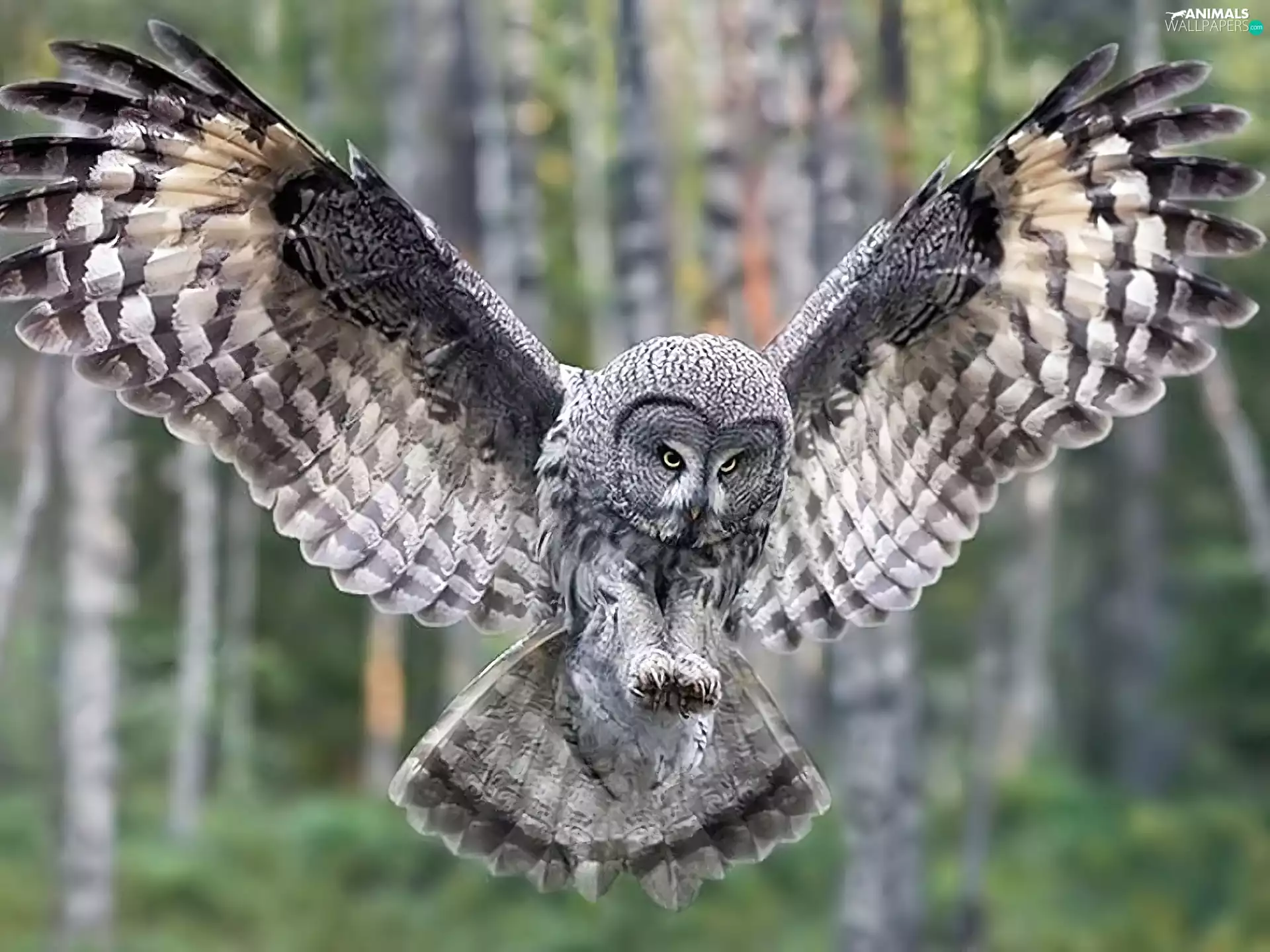 owl, forest, wings, Tawny owl great gray owl