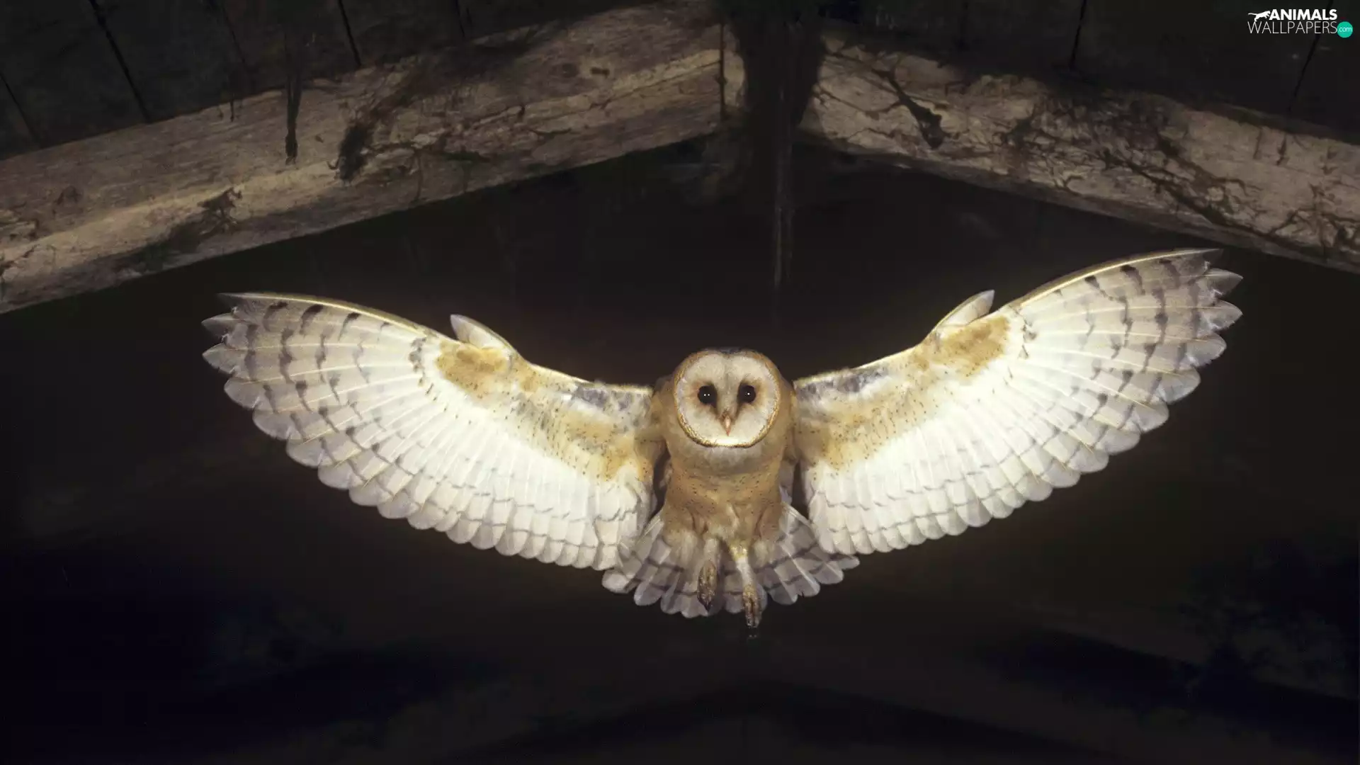owl, stretched, wings