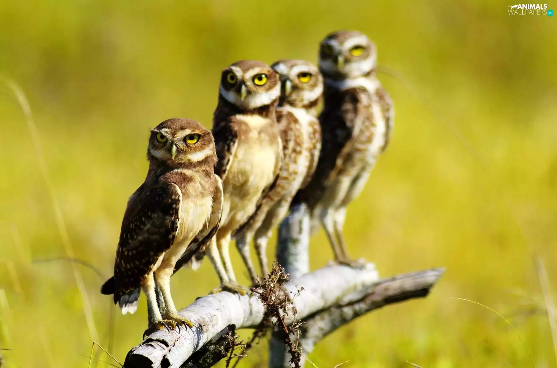 Owls, branch