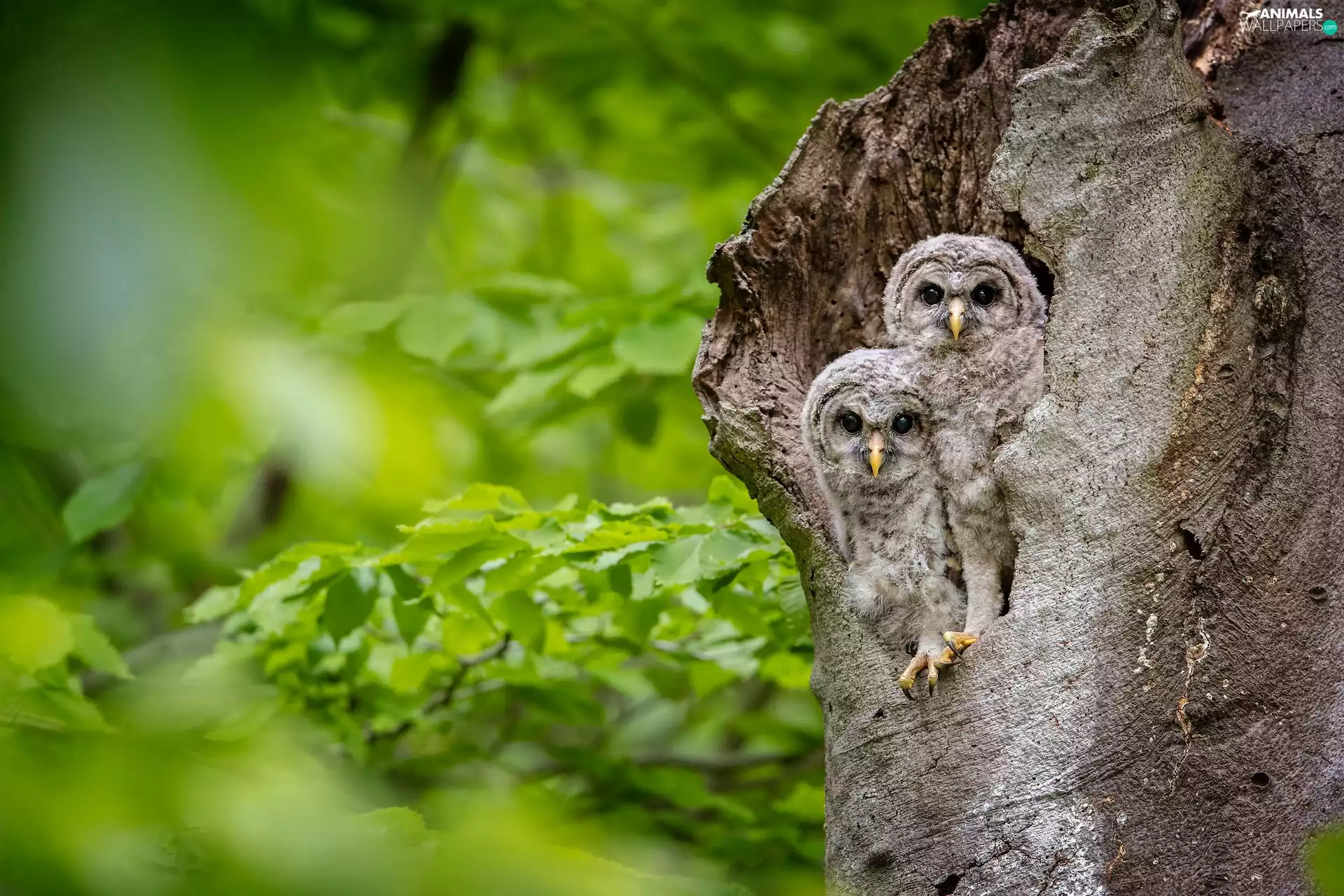Two, trees, Owls, owls, young, hollow