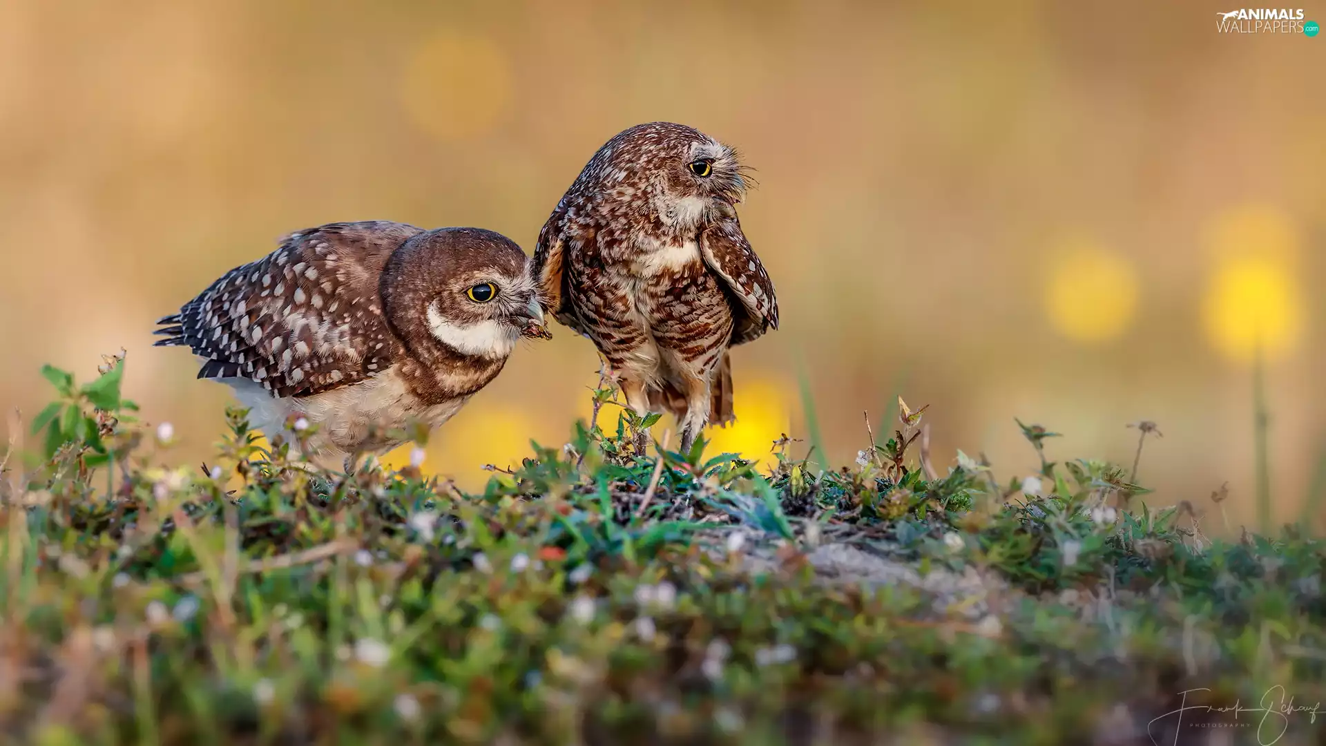 birds, Owls, Little Owl, Two