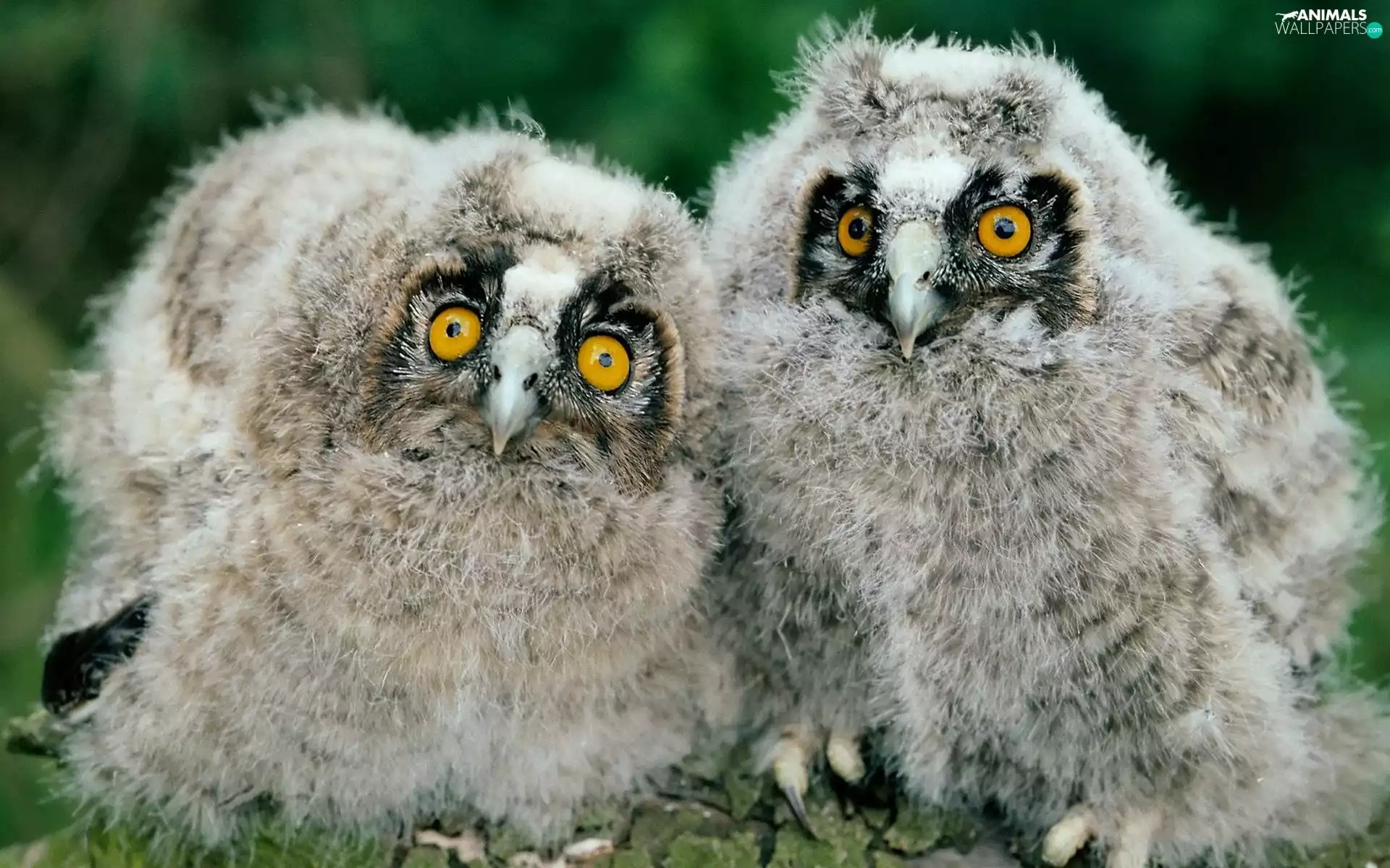 Owls, Tengmalm