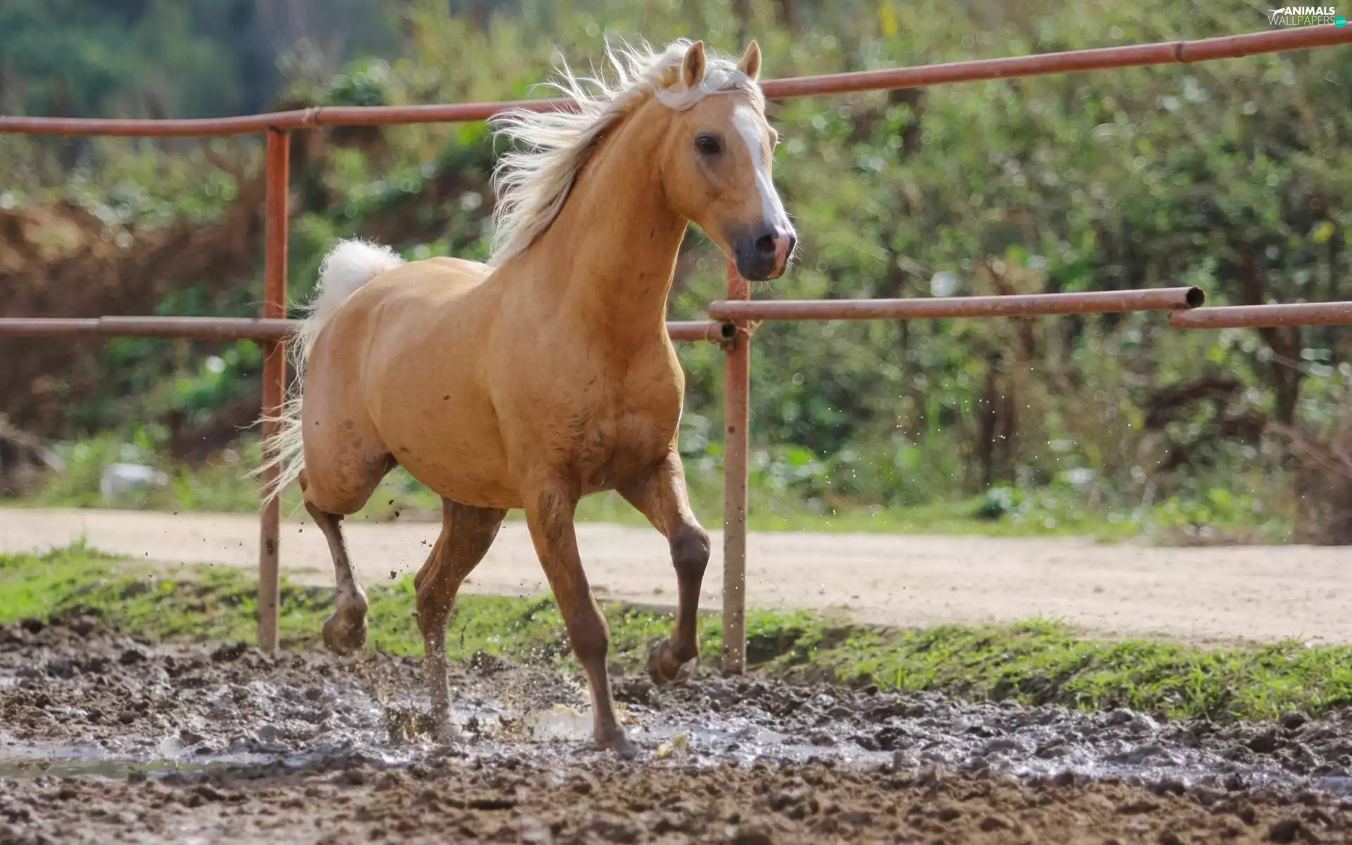 paddock, Horse, palomino