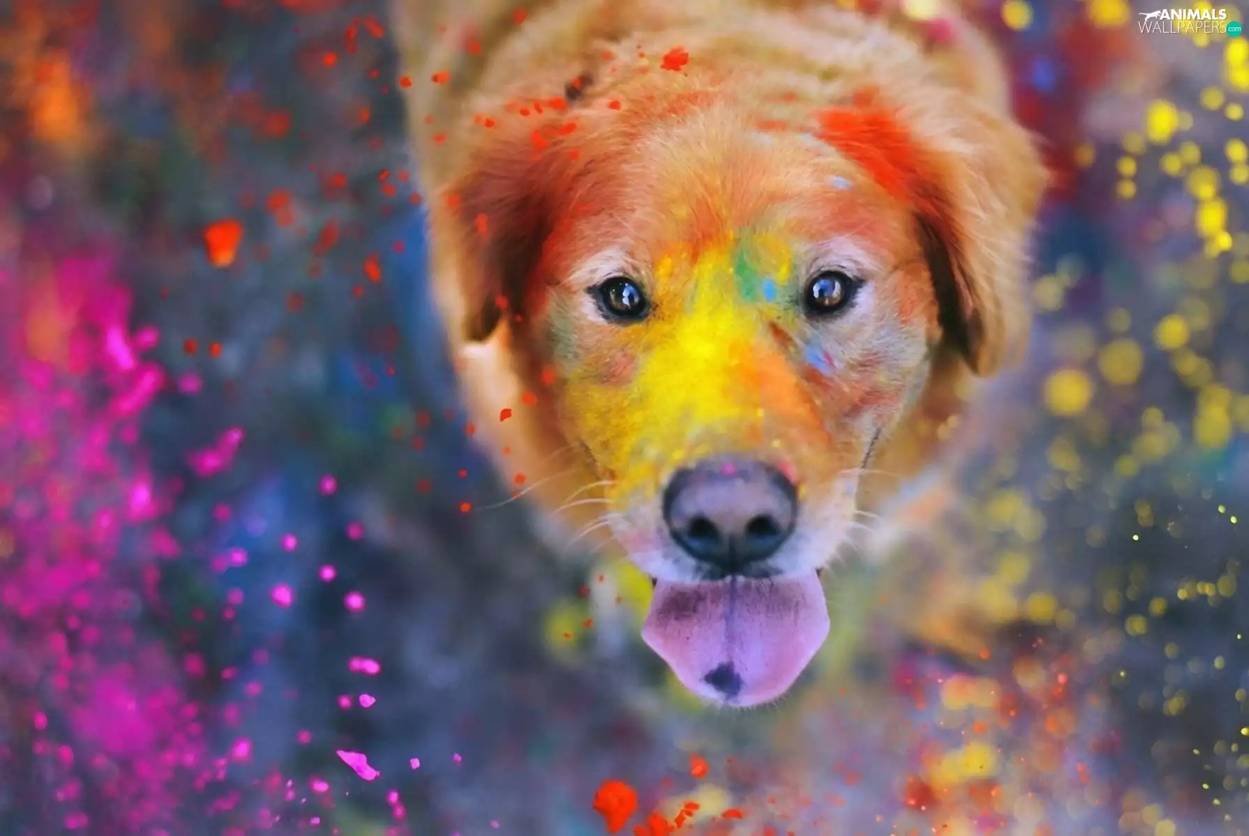 paint, dog, color