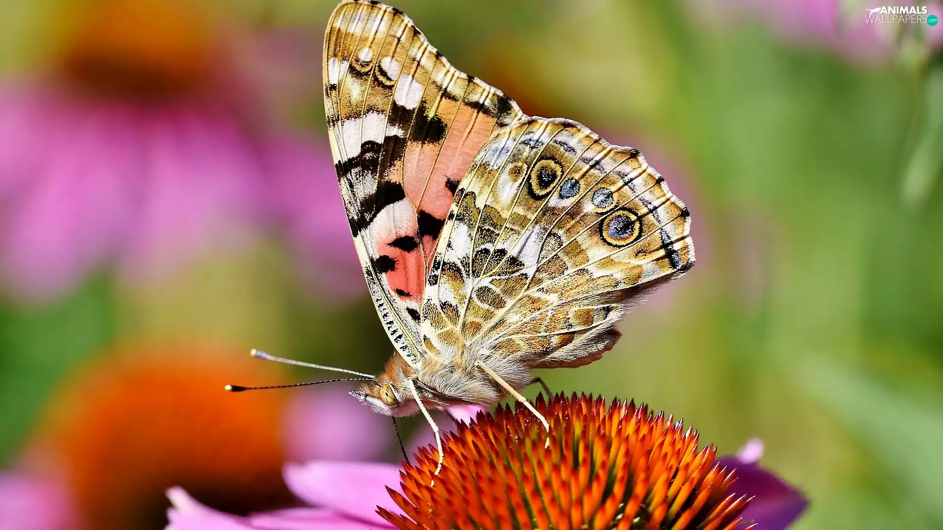 Colourfull Flowers, butterfly, Painted Lady, echinacea