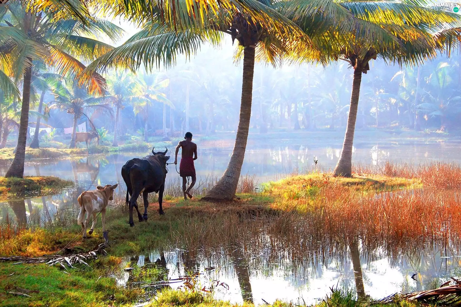 grass, Wetlands, Cows, Palms, a man