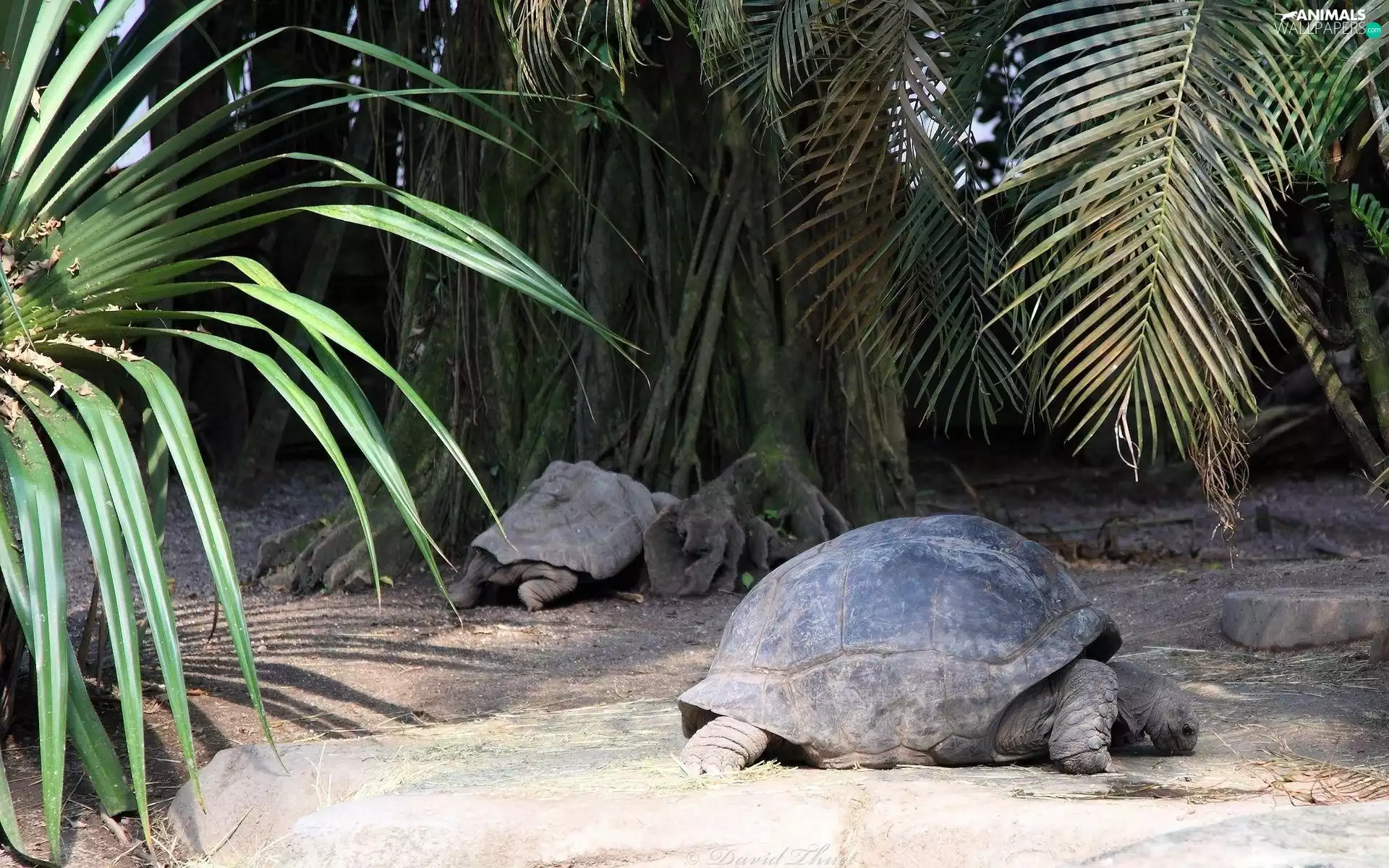 Turtles, crust, trunk, Palms
