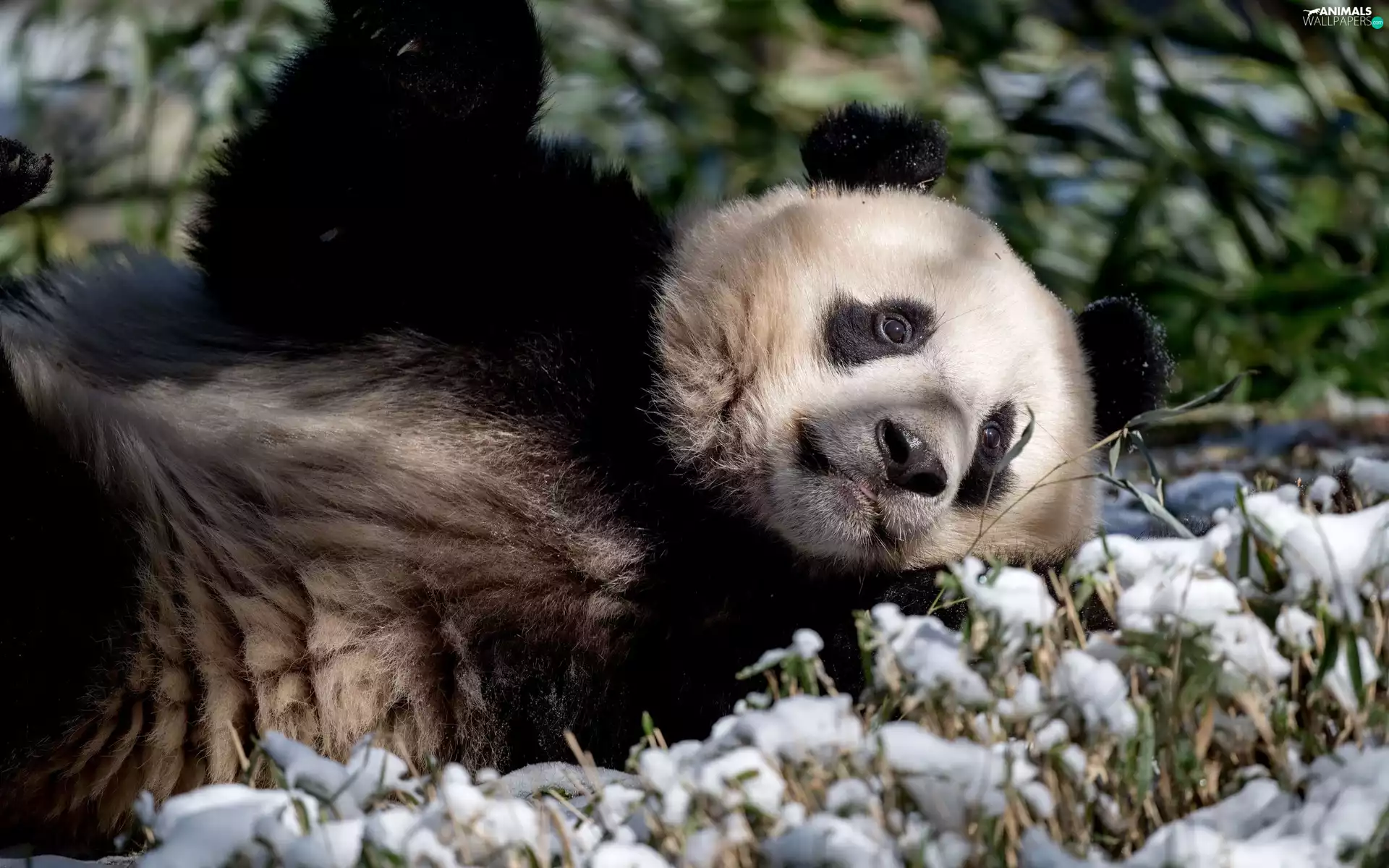 laying, grass, snow, Panda