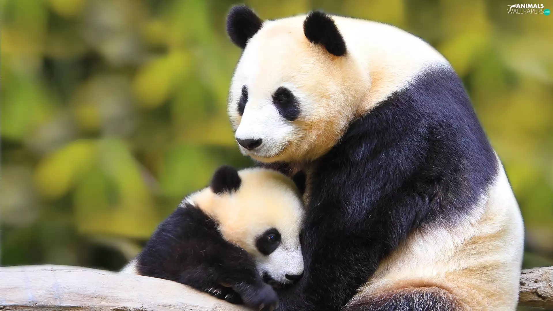 pandas, Two, beatyfull