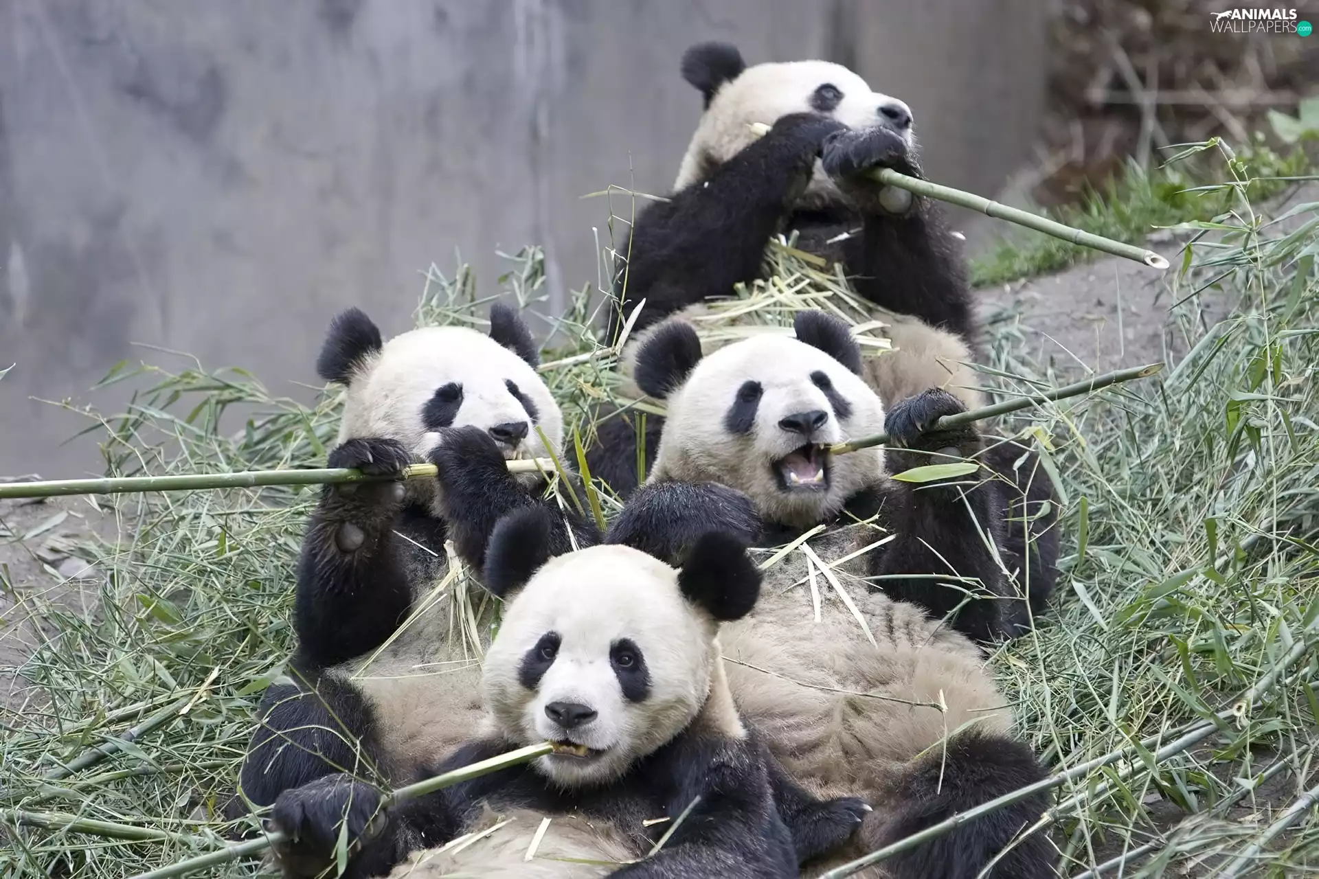 four, bamboo, food, pandas