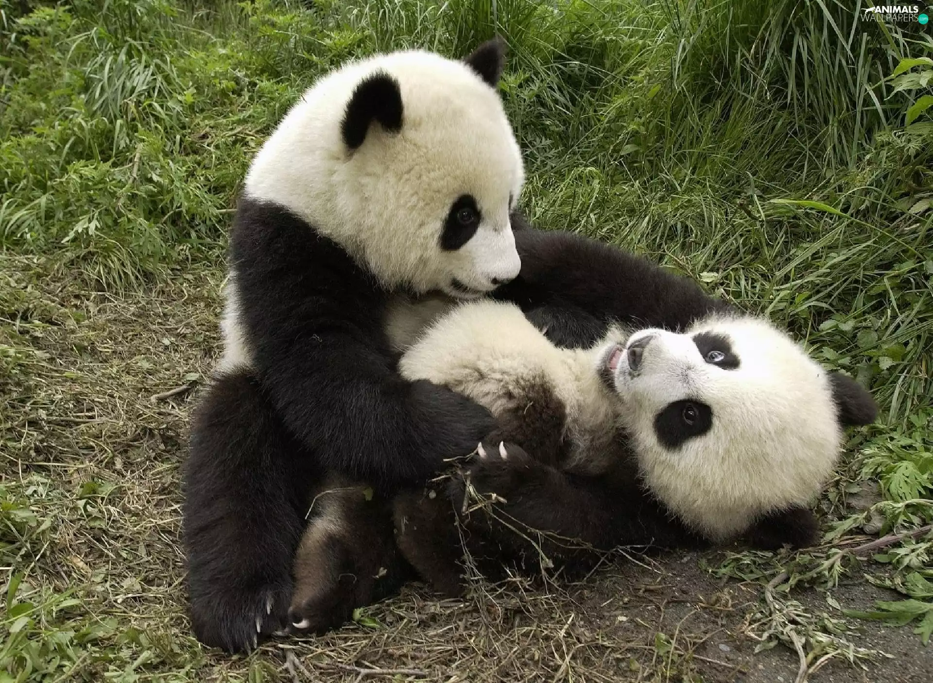 pandas, grass