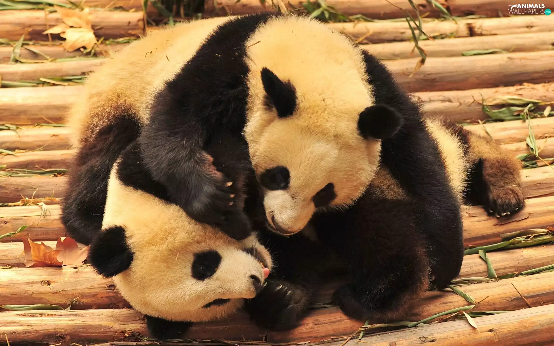 pandas, zoo