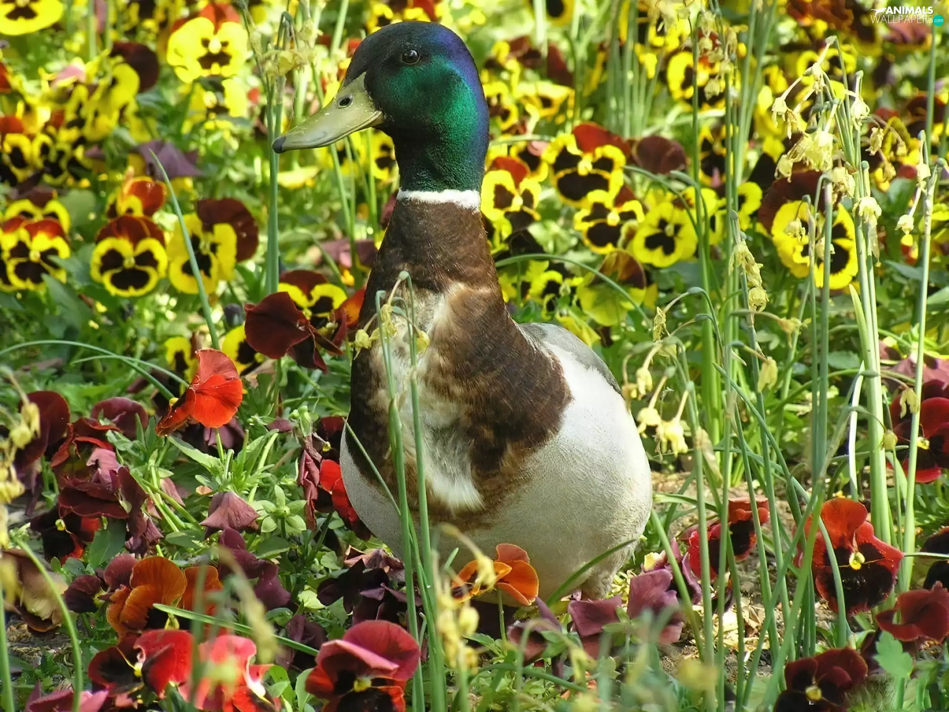 pansies, Wild, duck