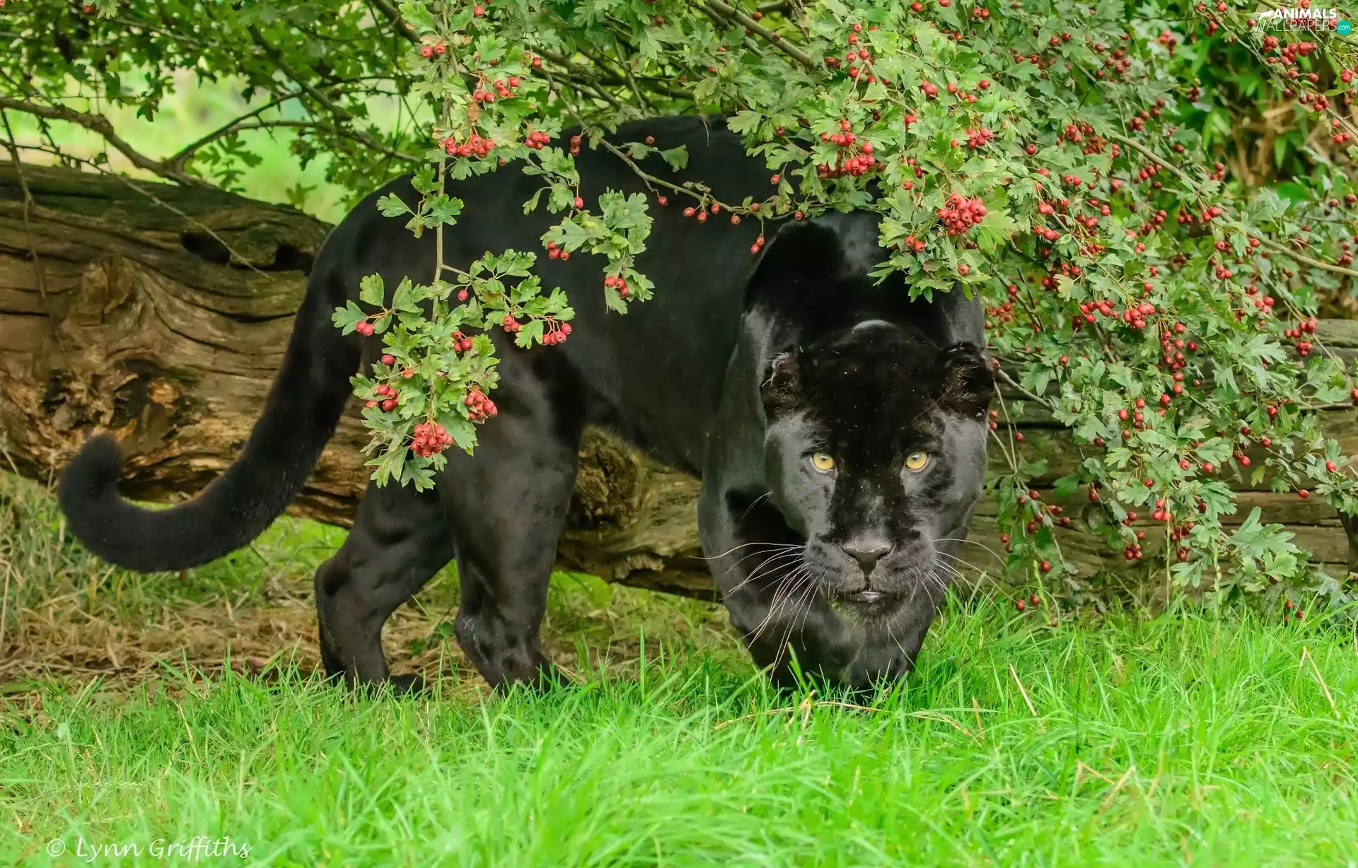 black, log, grass, Panther